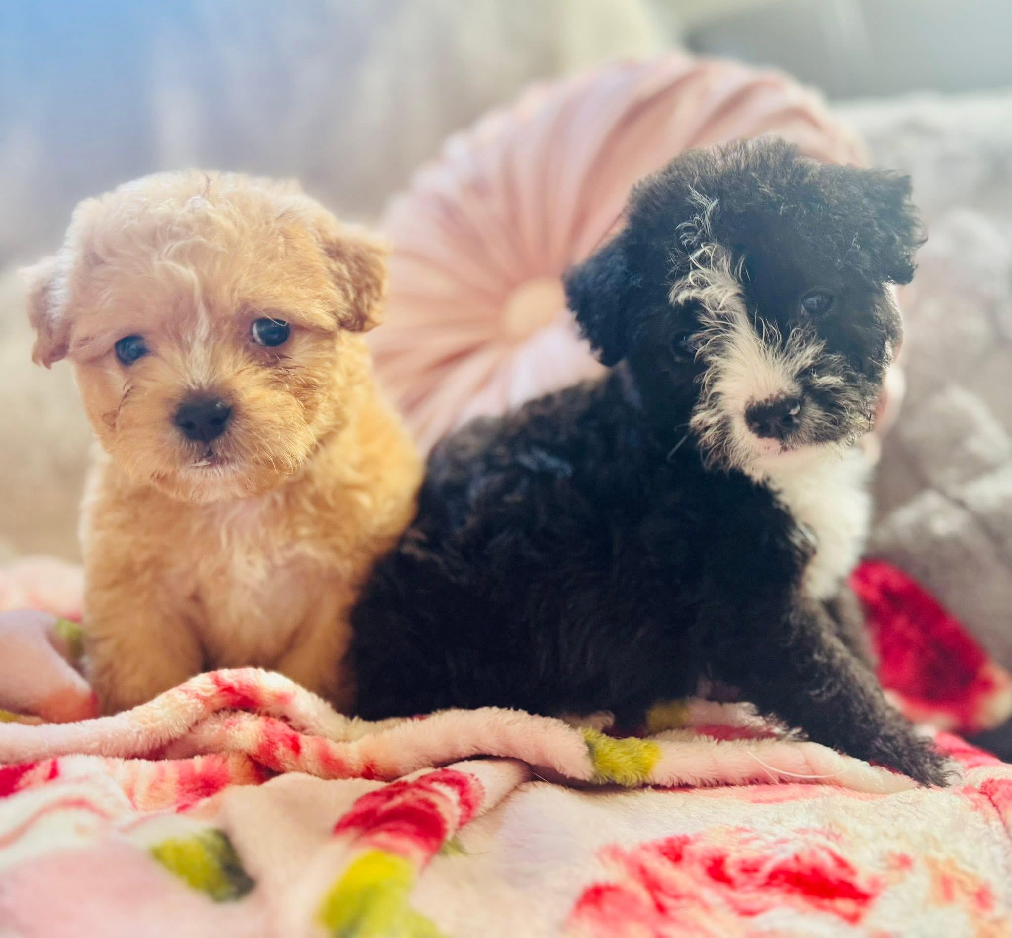 Queen Charlotte, ADOPTABLE, Puppy Female Wirehaired Terrier.