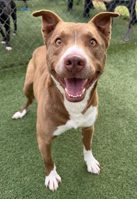 ROCKO, Adoptable, Adult Male Mixed Breed.