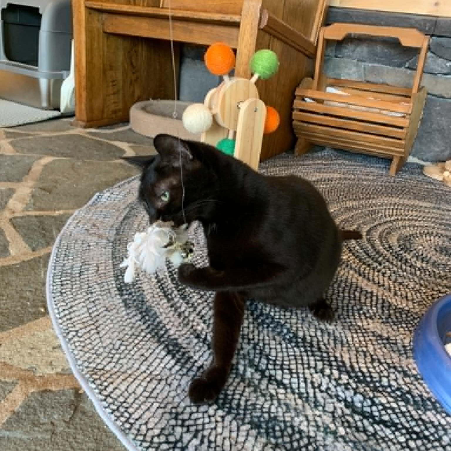 Alley Oop, a Adoptable Domestic Short Hair in Hawley, PA image 6/6