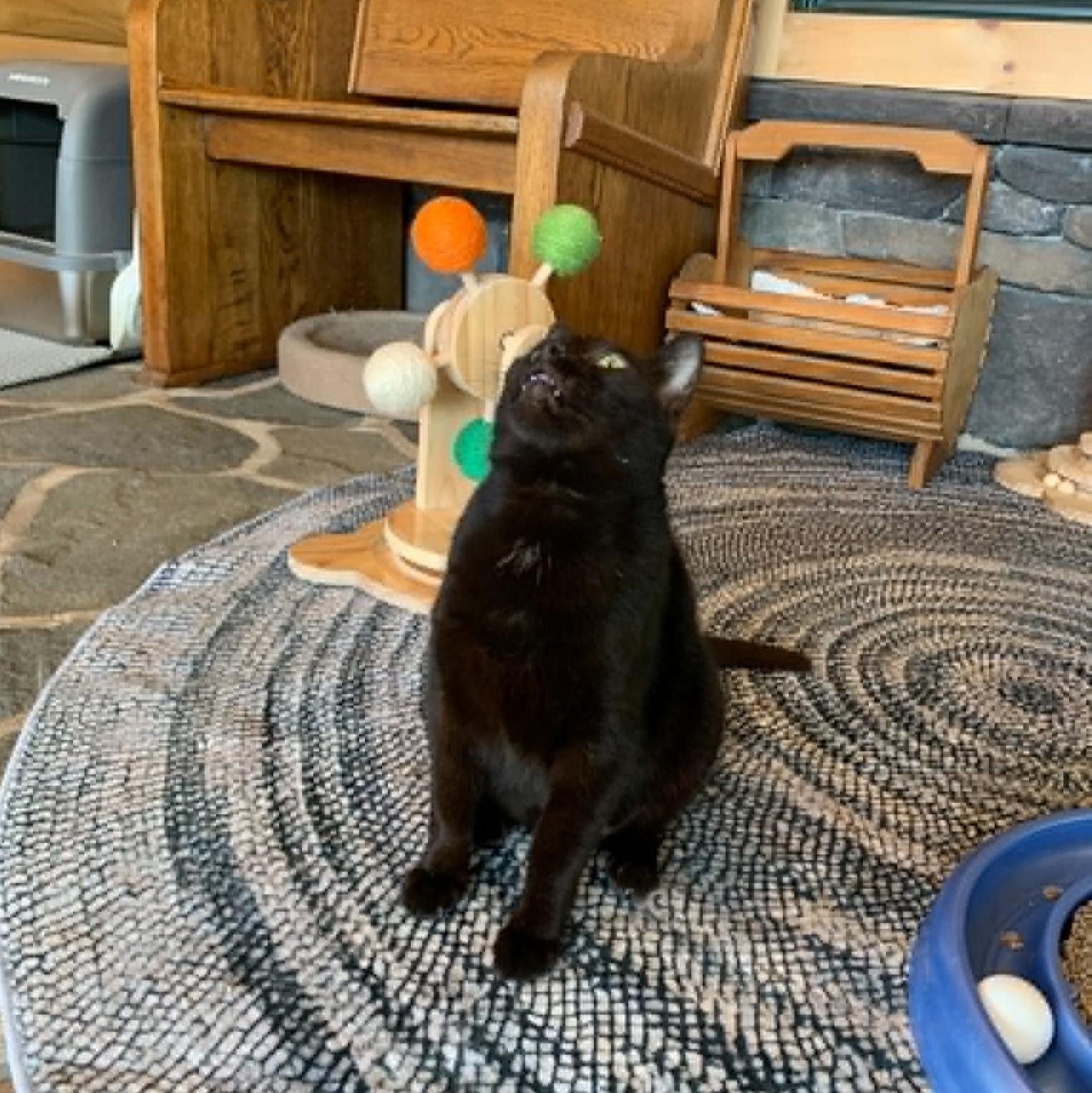 Alley Oop, a Adoptable Domestic Short Hair in Hawley, PA image 4/6