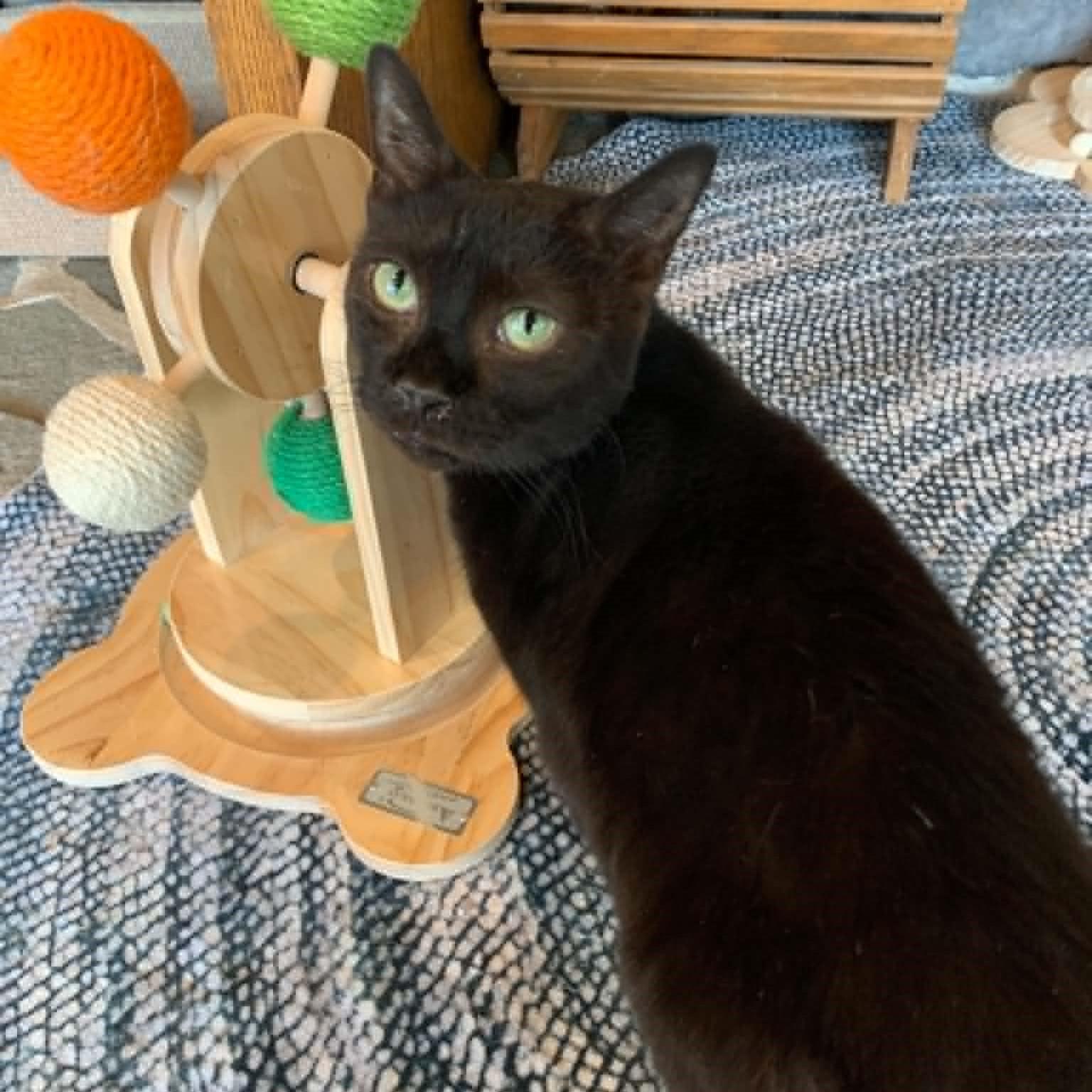 Alley Oop, Adoptable, Adult Female Domestic Short Hair.
