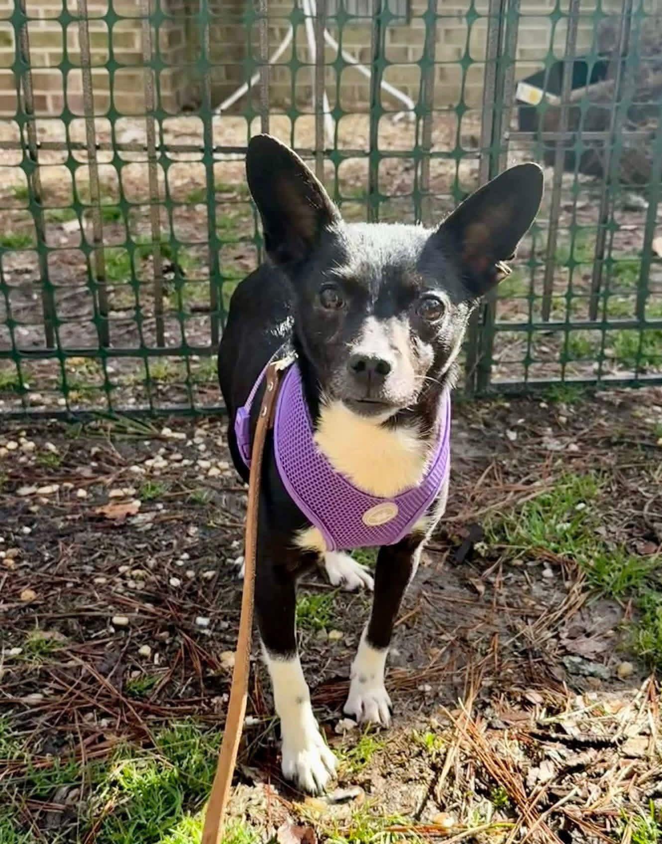 Enlarge Tangerine , a ADOPTABLE mixed breed in Yorktown, VA image 3/5