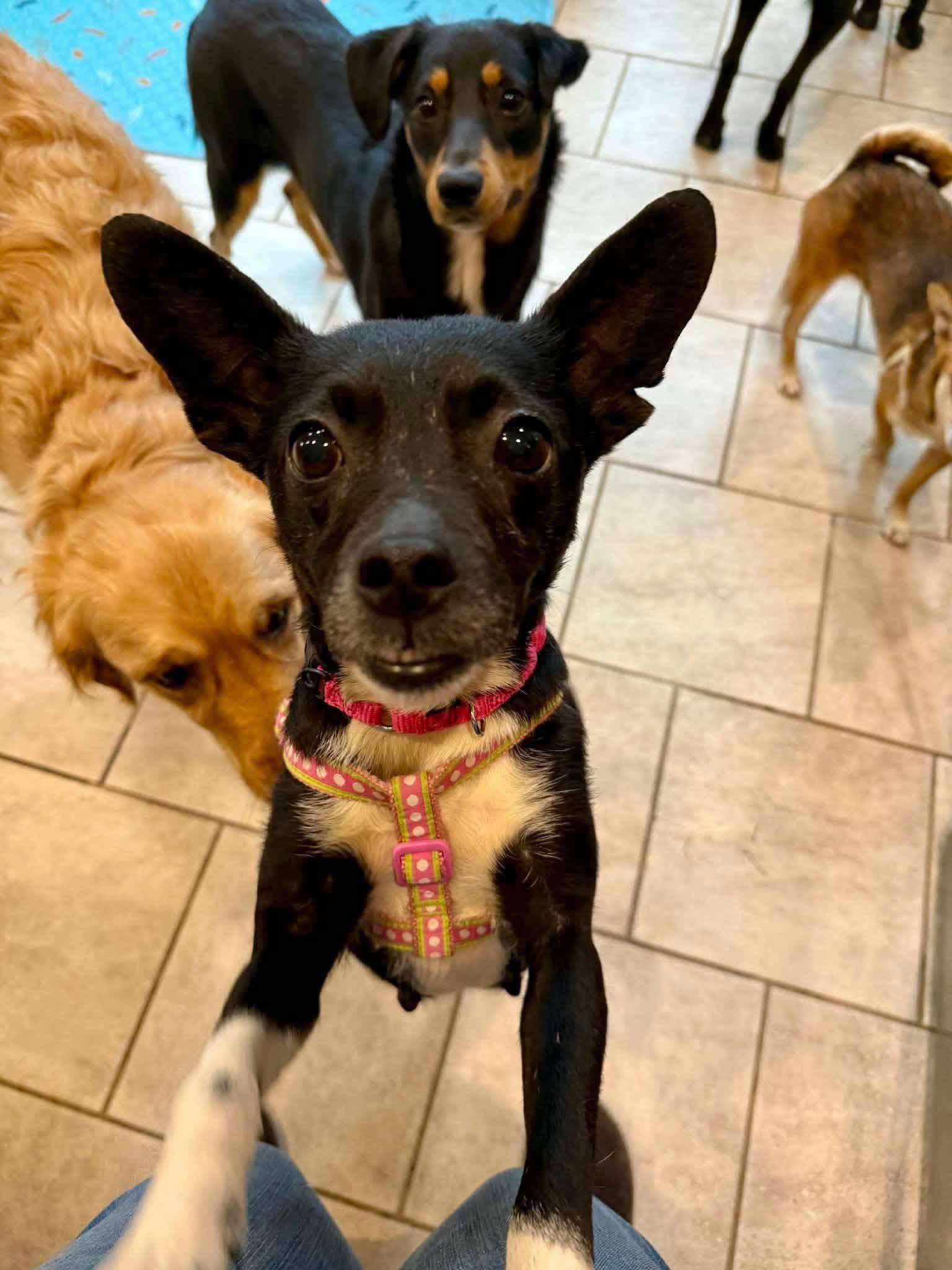 Enlarge Tangerine , a ADOPTABLE mixed breed in Yorktown, VA image 5/5