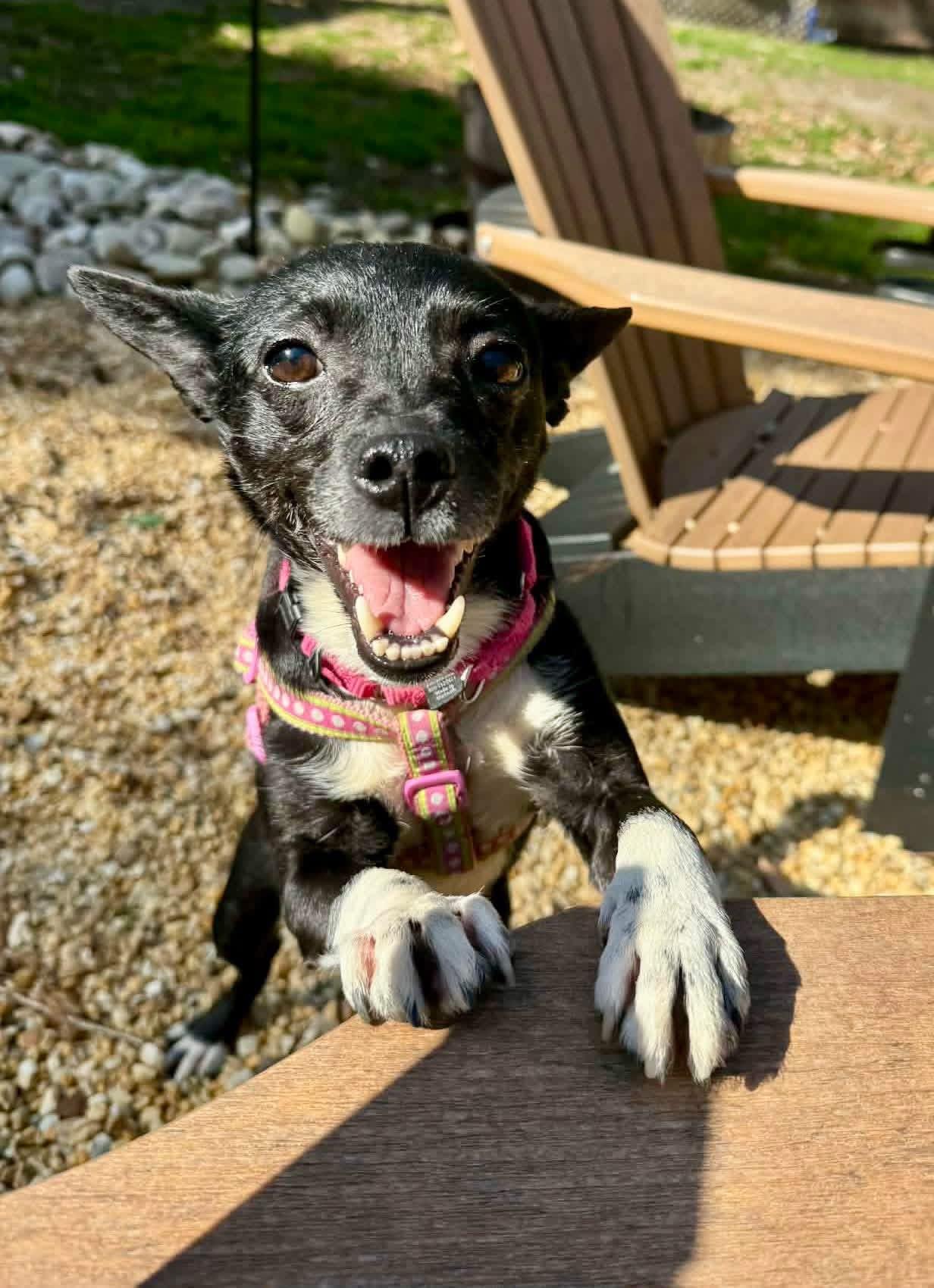 Enlarge Tangerine , a ADOPTABLE mixed breed in Yorktown, VA image 4/5