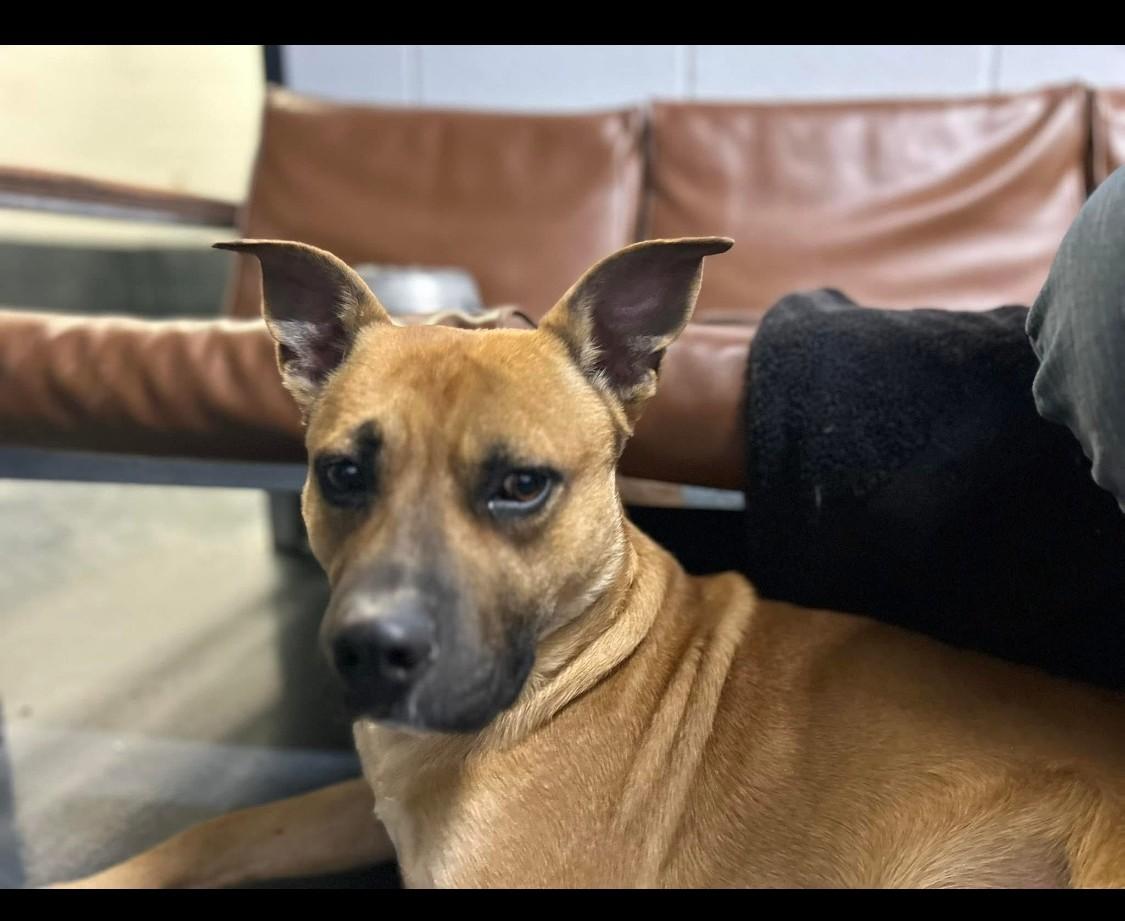 Enlarge Buddy, a Adoptable mixed breed in Muskogee, OK image 1/4