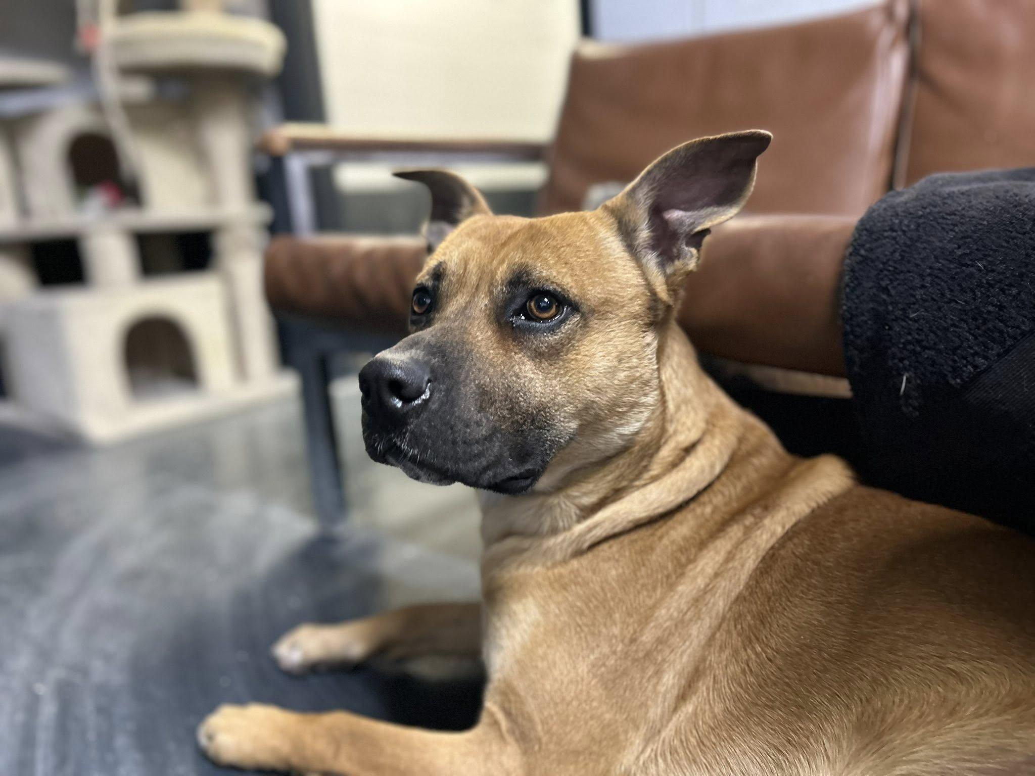 Enlarge Buddy, a Adoptable mixed breed in Muskogee, OK image 2/4