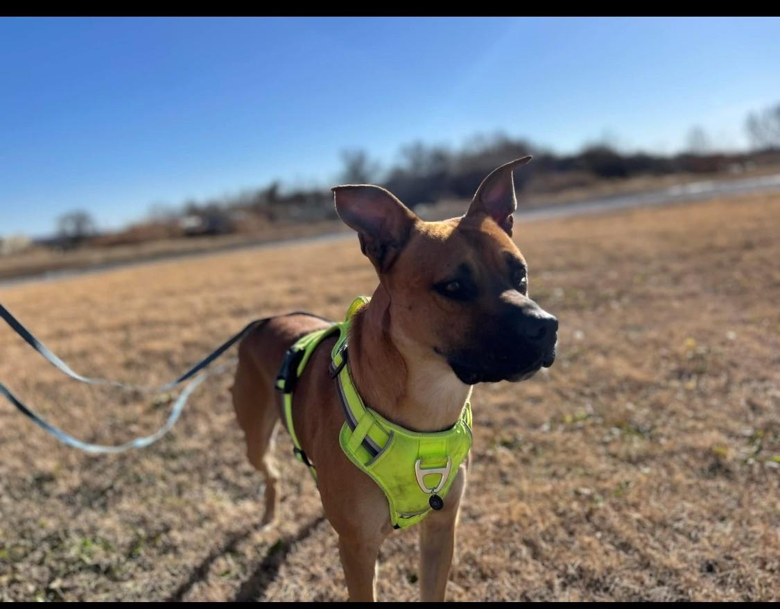 Enlarge Buddy, a Adoptable mixed breed in Muskogee, OK image 3/4