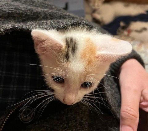Enlarge Hazel, a Adopted Domestic Short Hair in Fremont, CA image 1/1