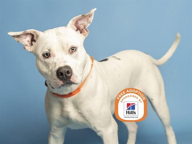 FREDDY, Adoptable, Young Male Pit Bull Terrier.