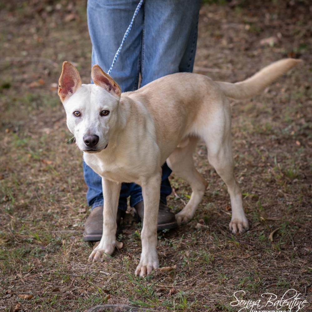 Sir Charles thumbnail 3