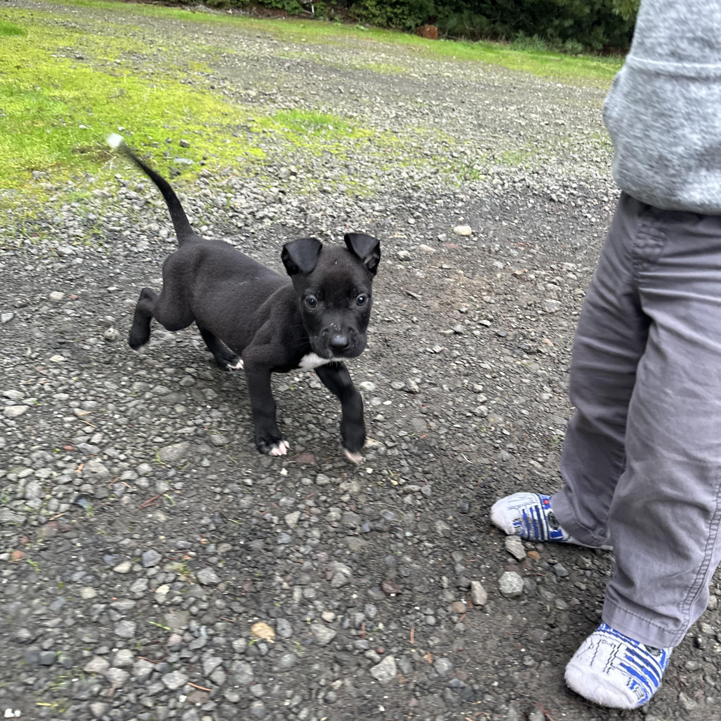 Enlarge Max The Babysitter , a Adoptable mixed breed in Lacey, WA image 2/5