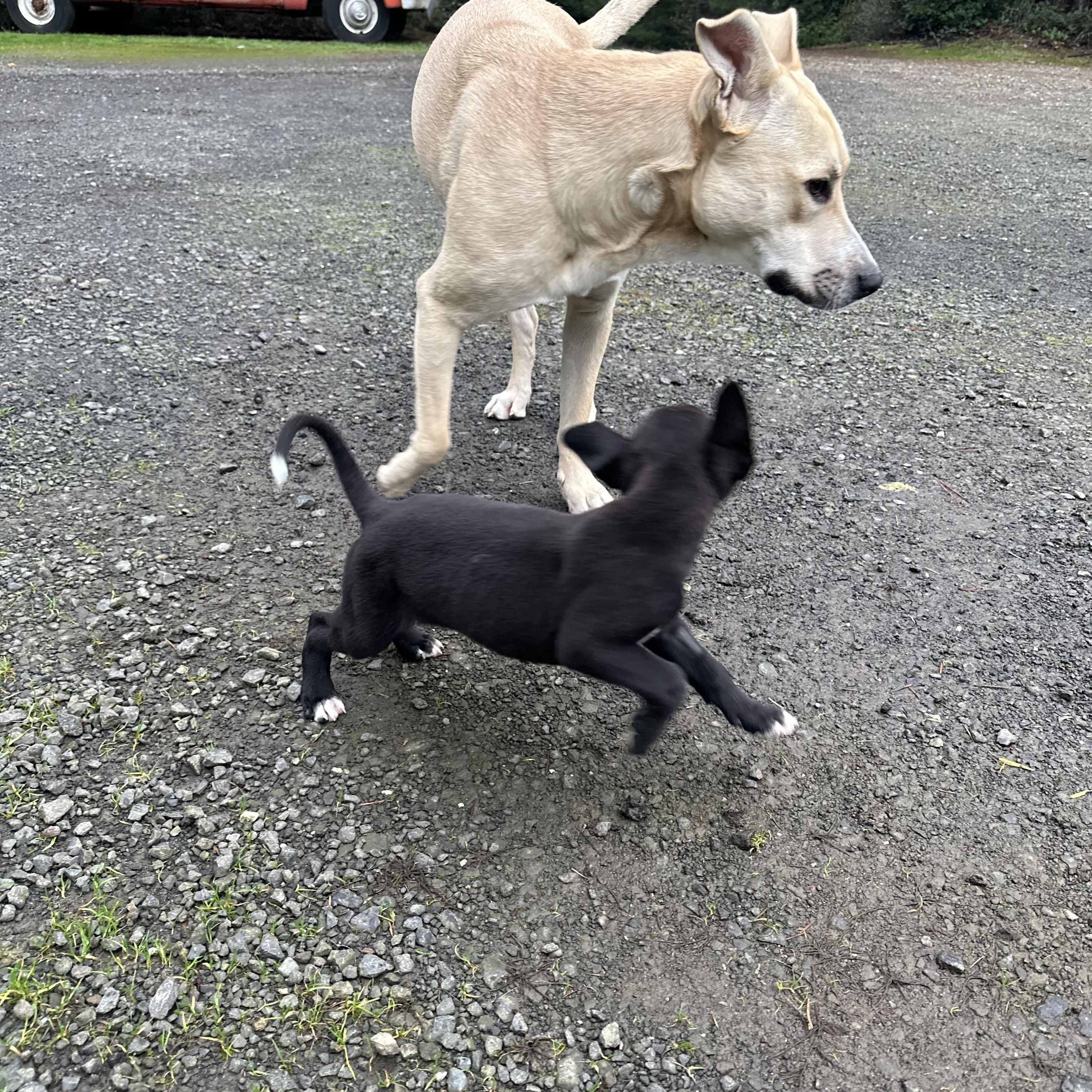Enlarge Max The Babysitter , a Adoptable mixed breed in Lacey, WA image 4/5