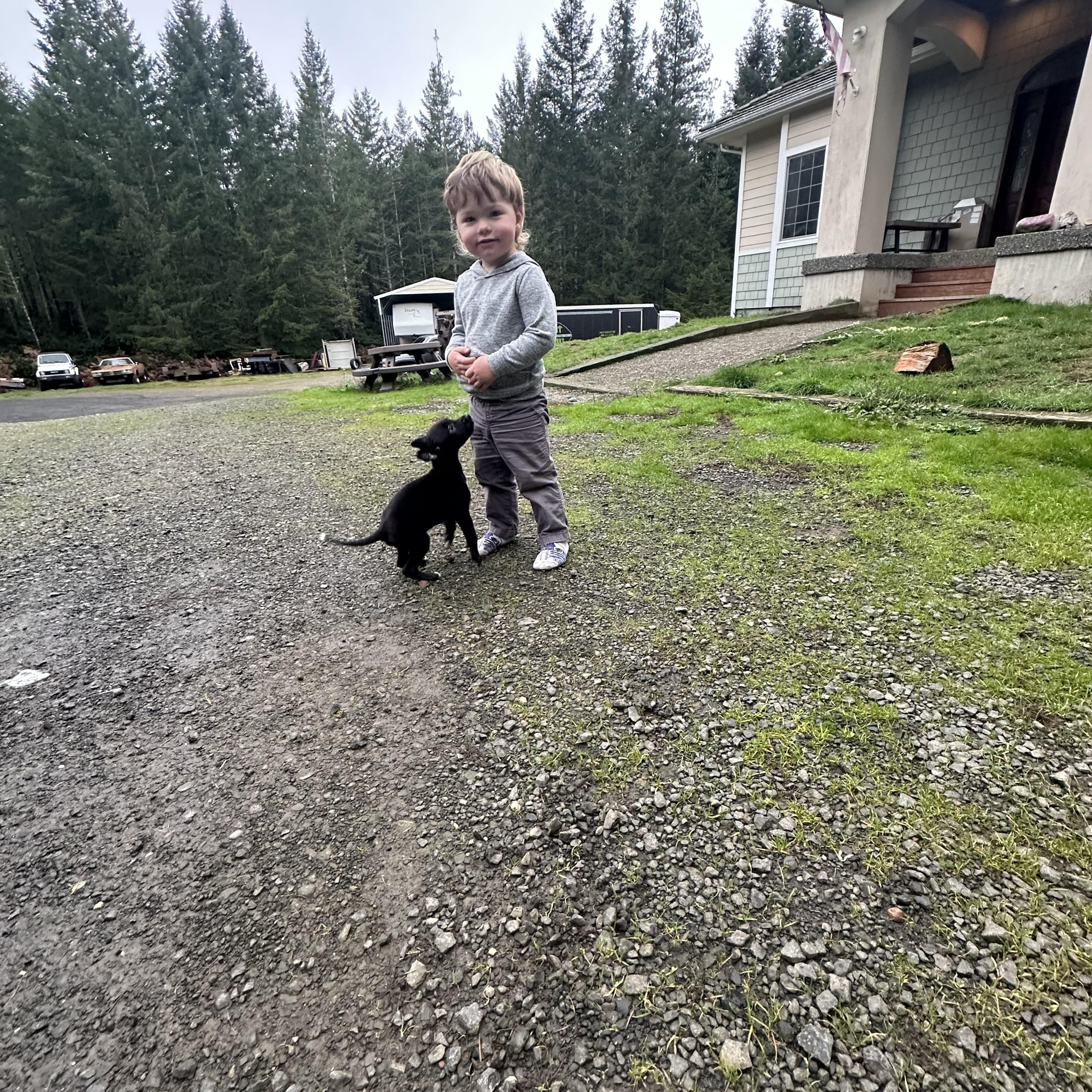 Enlarge Max The Babysitter , a Adoptable mixed breed in Lacey, WA image 5/5