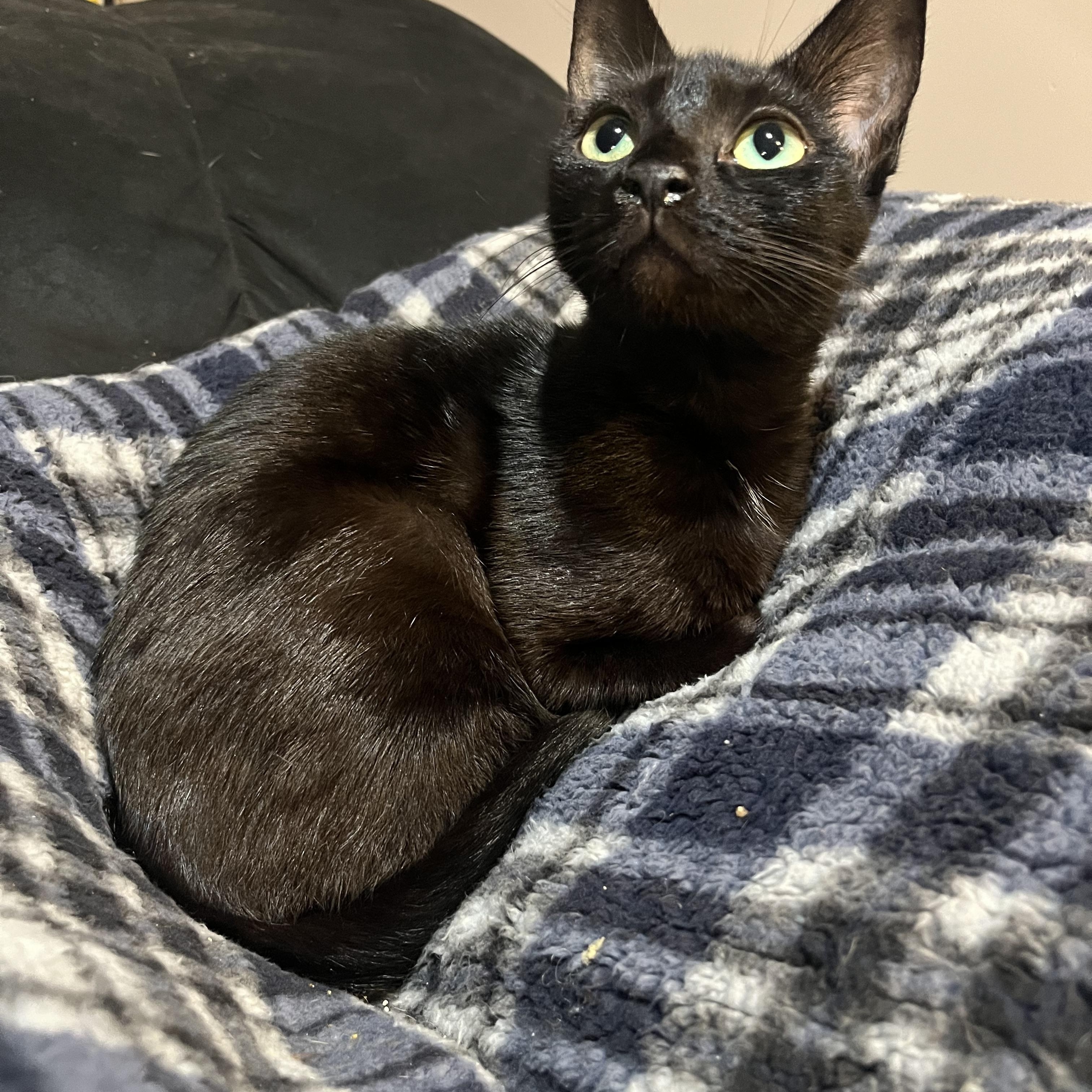 Coco, Adult Female Domestic Short Hair