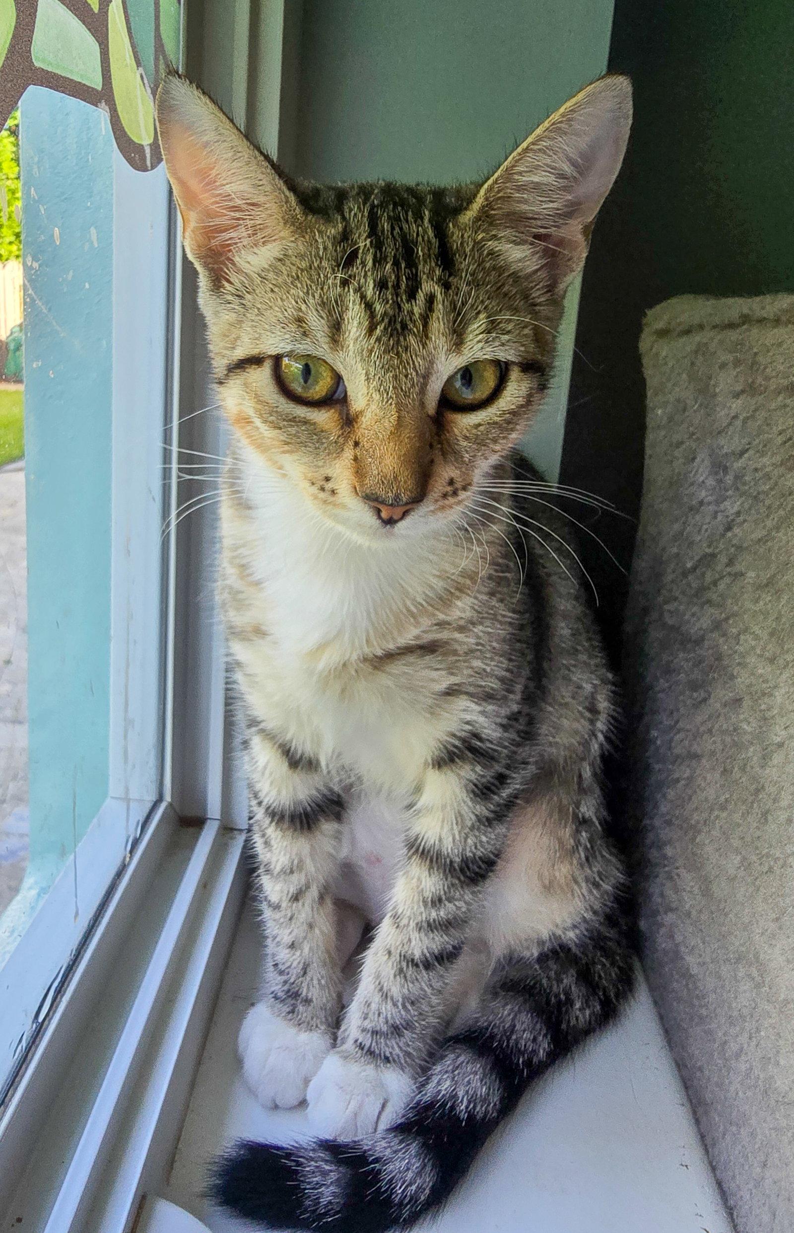 Pip, a Adoptable mixed breed in Lighthouse Point, FL image 3/3