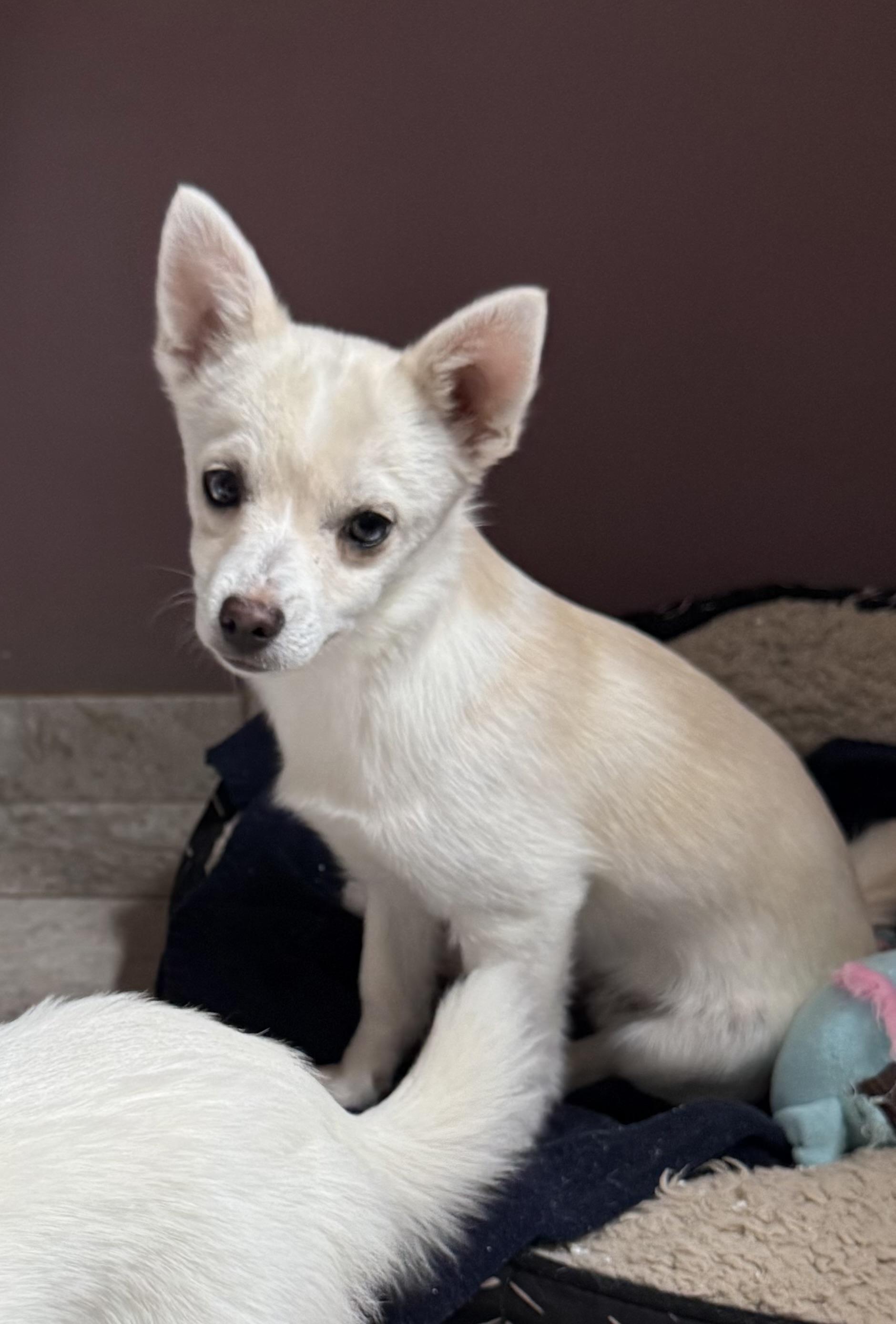 Harry, a ADOPTABLE mixed breed in Kentwood, MI image 1/4