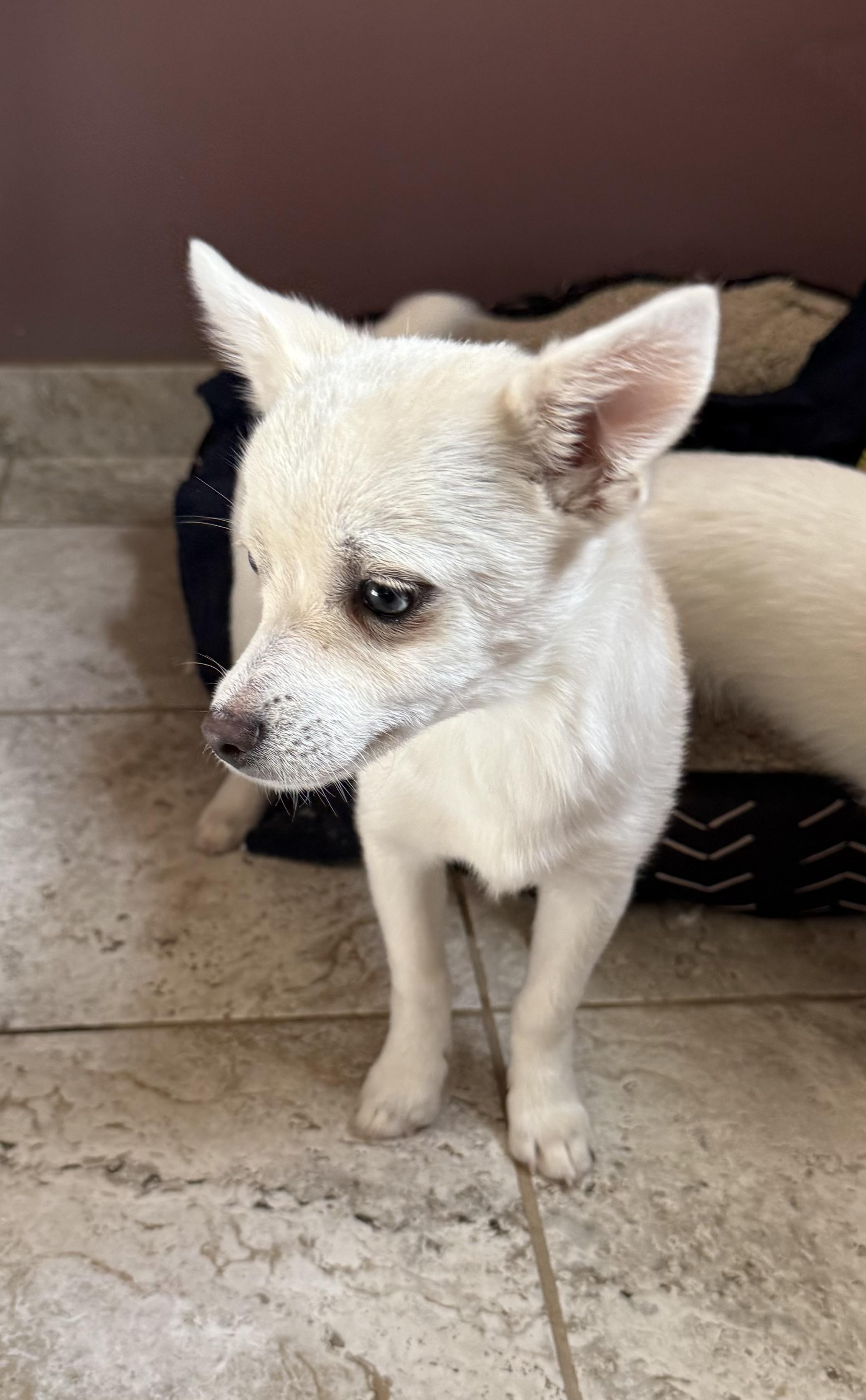 Harry, a ADOPTABLE mixed breed in Kentwood, MI image 4/4