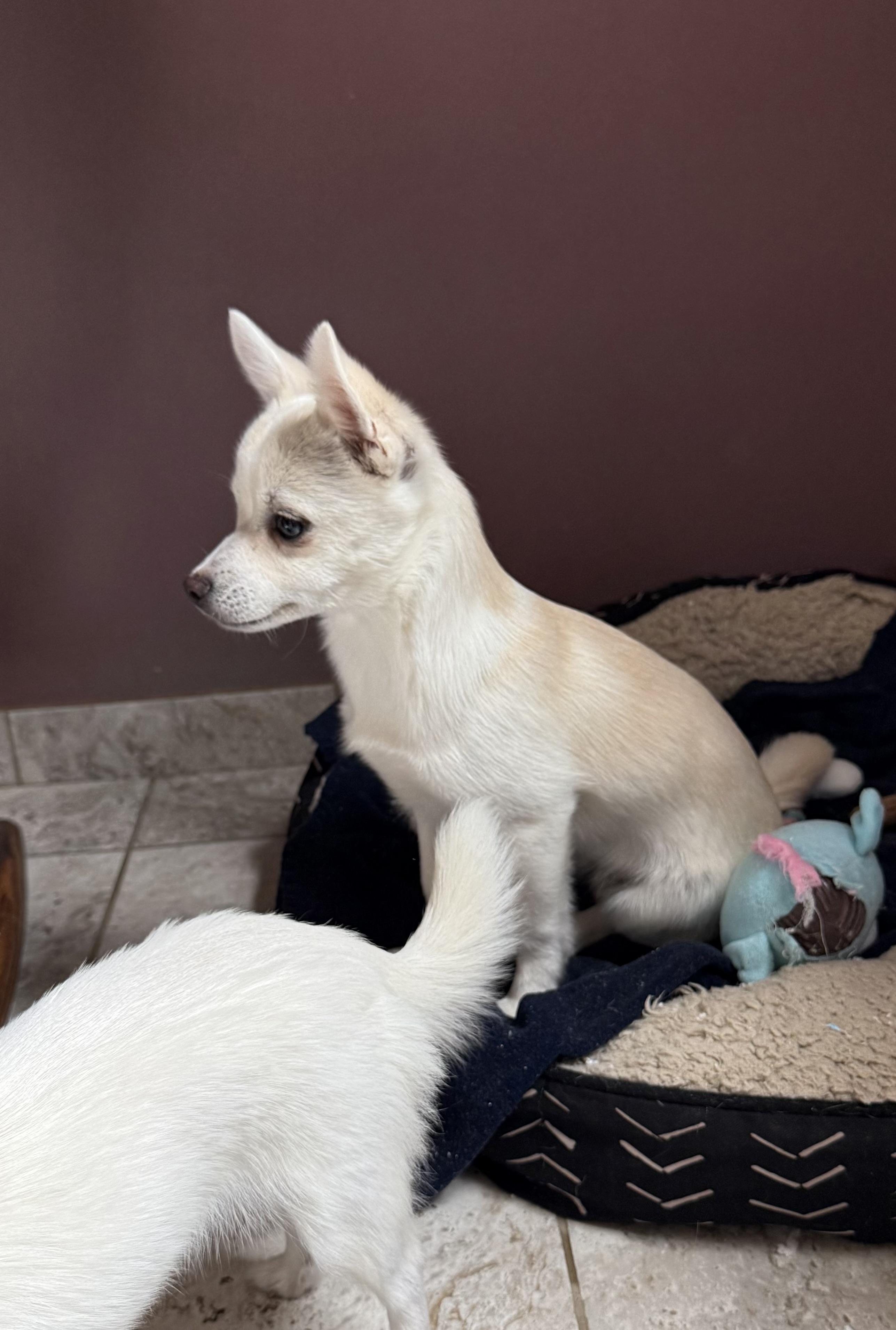Harry, a ADOPTABLE mixed breed in Kentwood, MI image 2/4