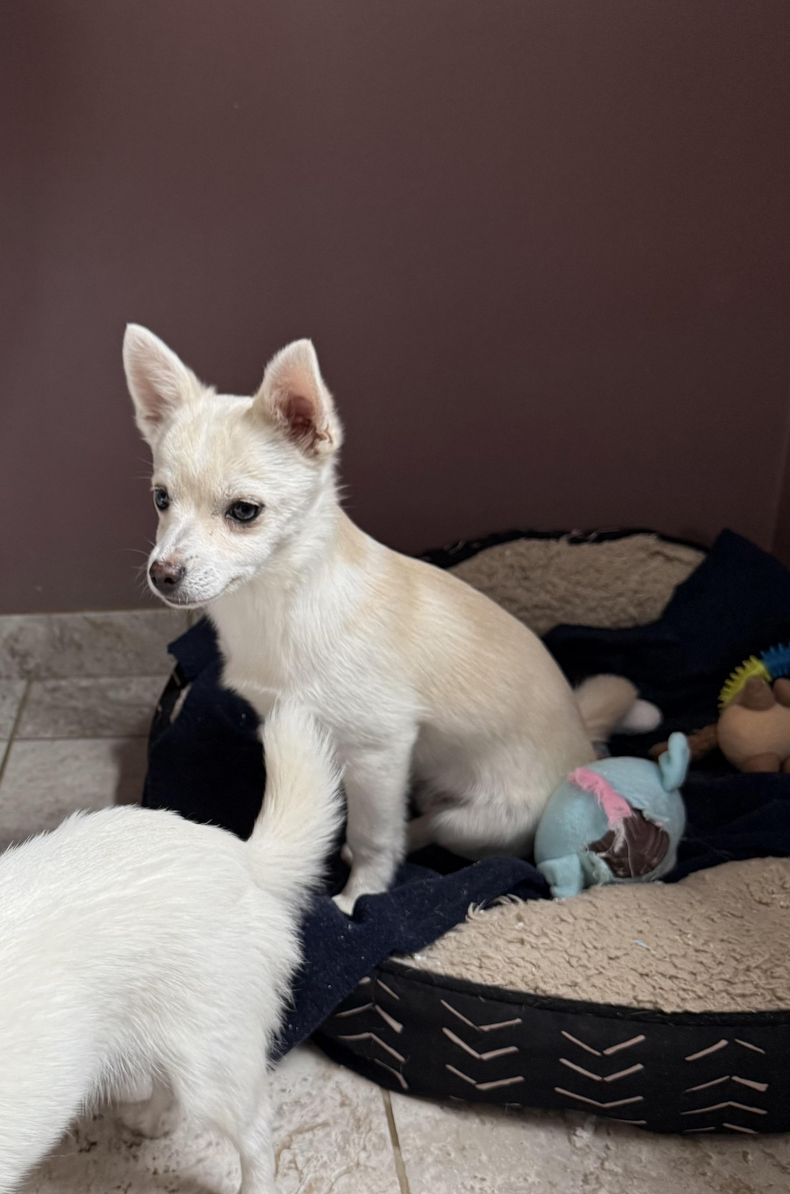Harry, a ADOPTABLE mixed breed in Kentwood, MI image 3/4