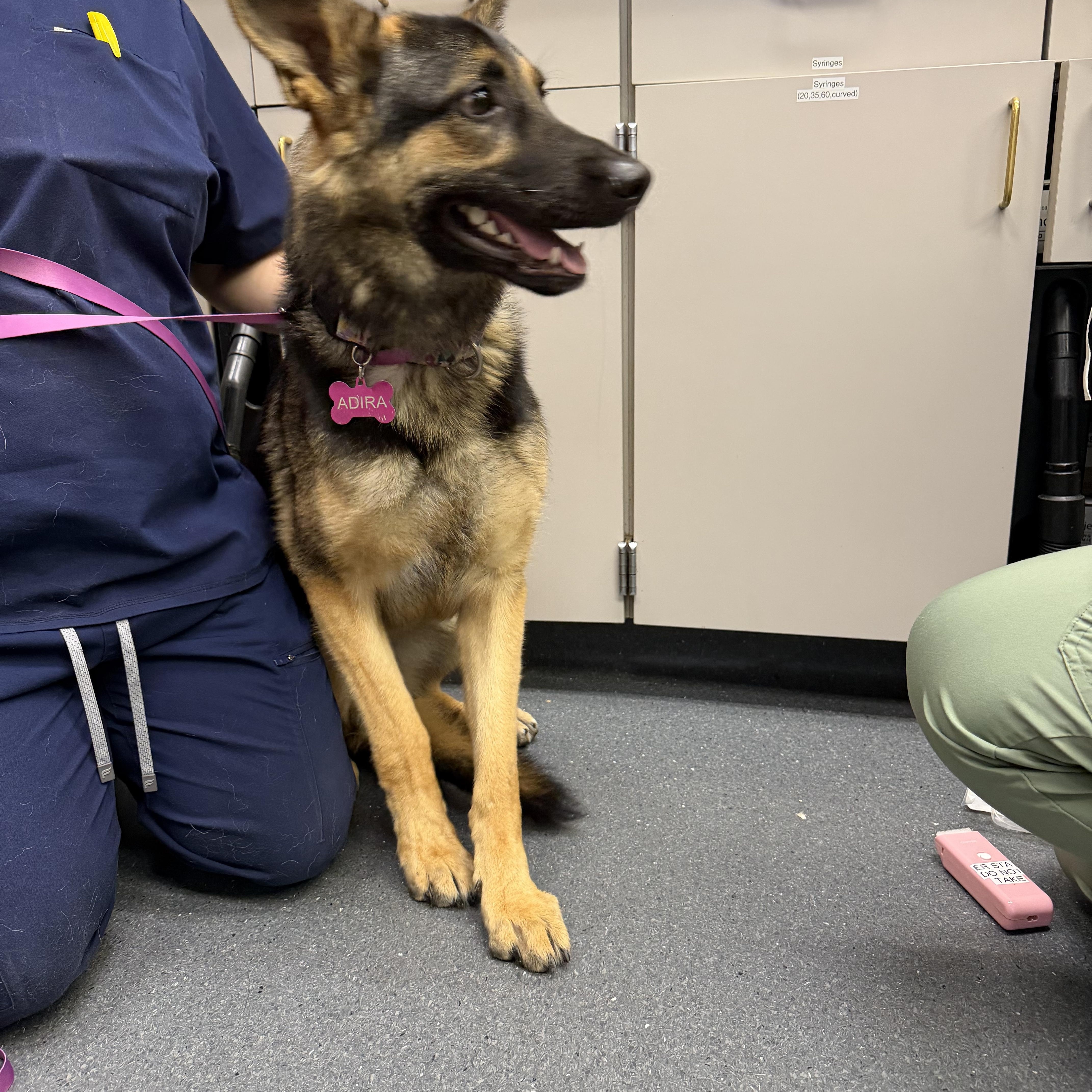 Adira, a ADOPTABLE German Shepherd Dog in Penryn, CA image 3/3
