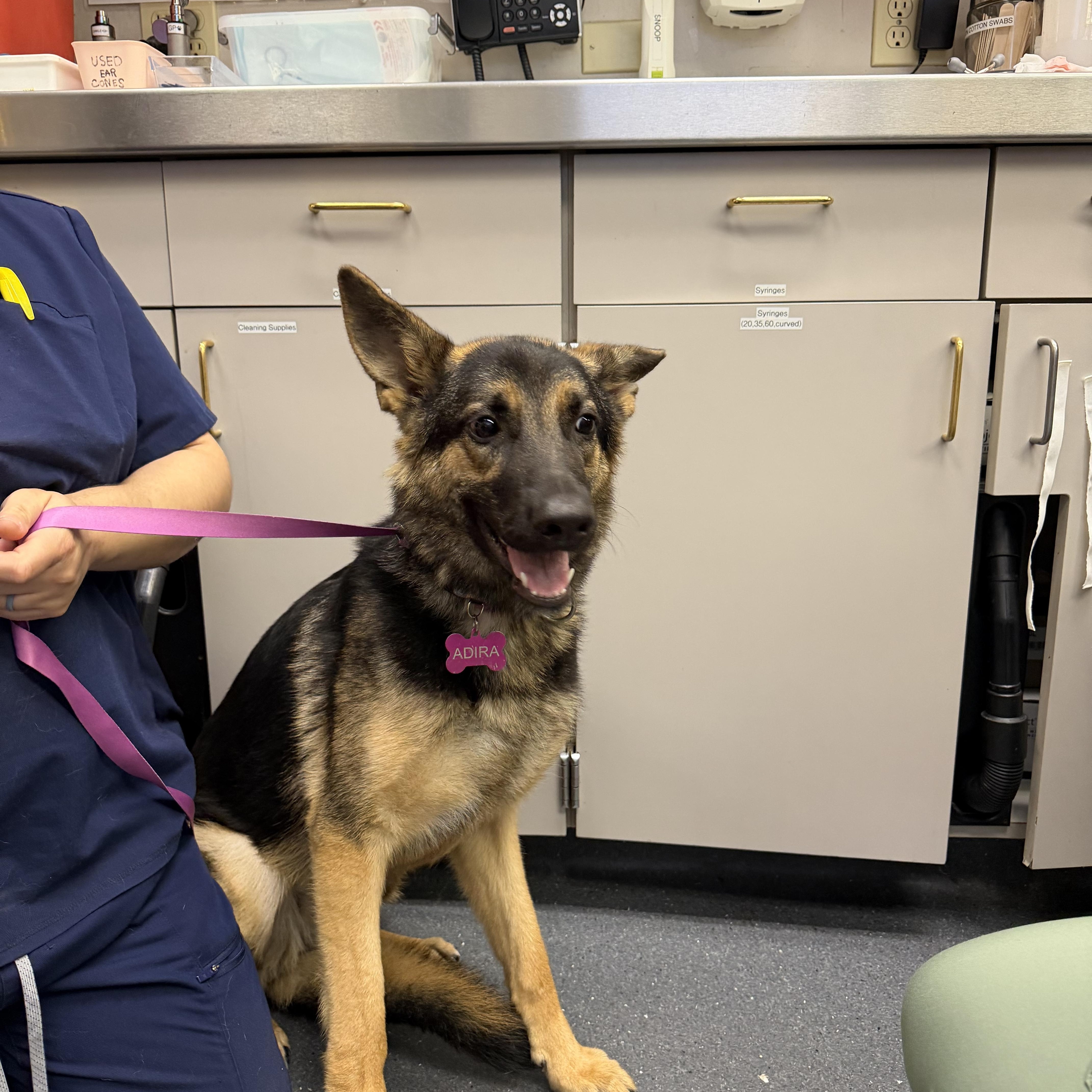 Adira, a ADOPTABLE German Shepherd Dog in Penryn, CA image 2/3