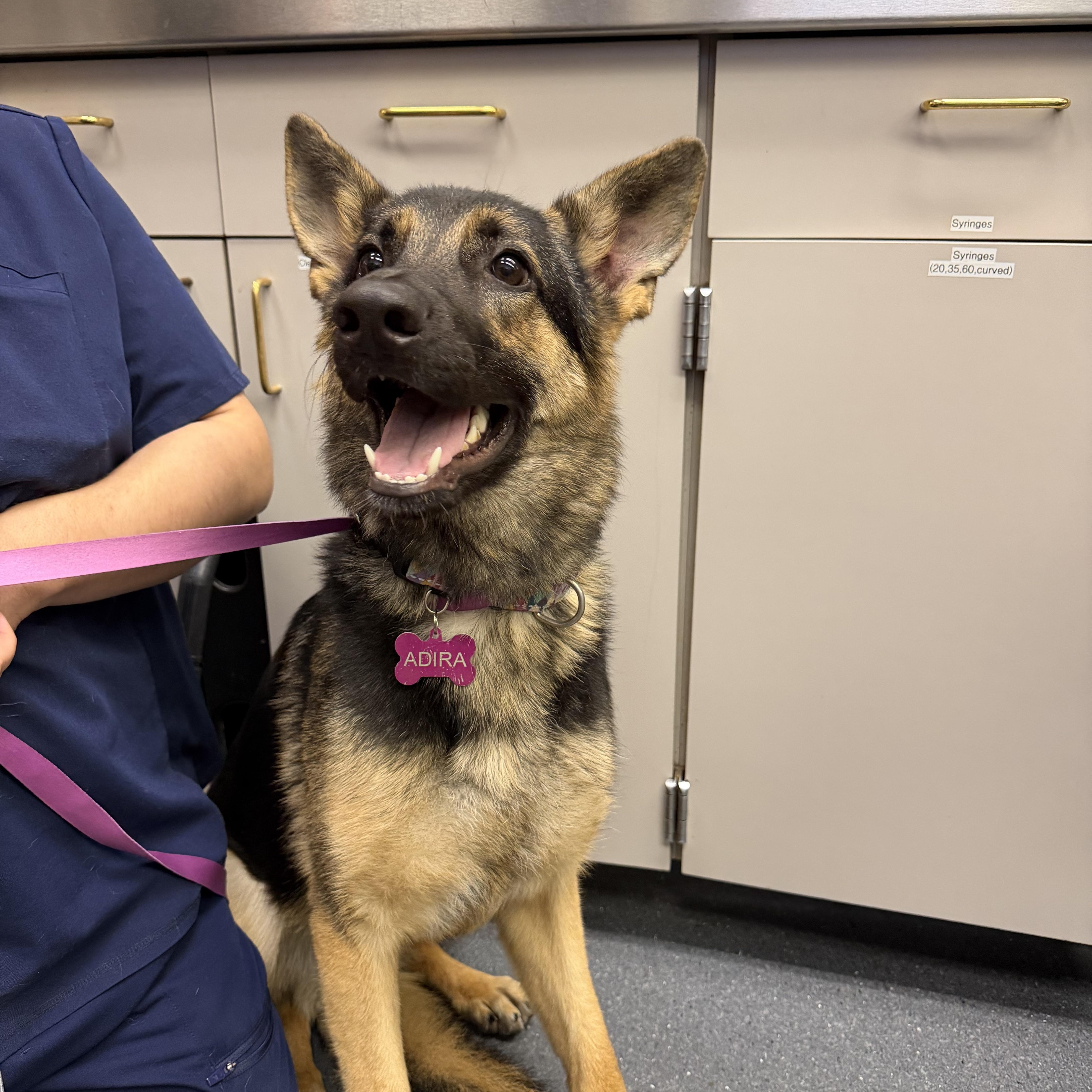 Adira, a ADOPTABLE German Shepherd Dog in Penryn, CA image 1/3