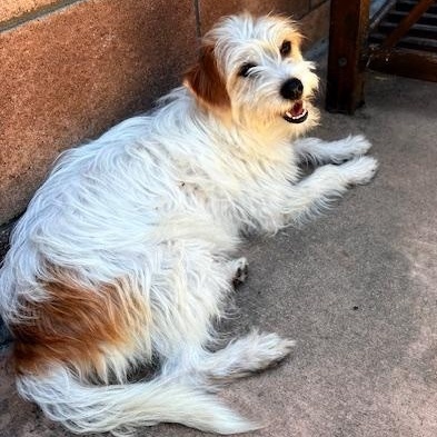 Enlarge Dolly, a ADOPTABLE mixed breed in Torrance, CA image 6/6