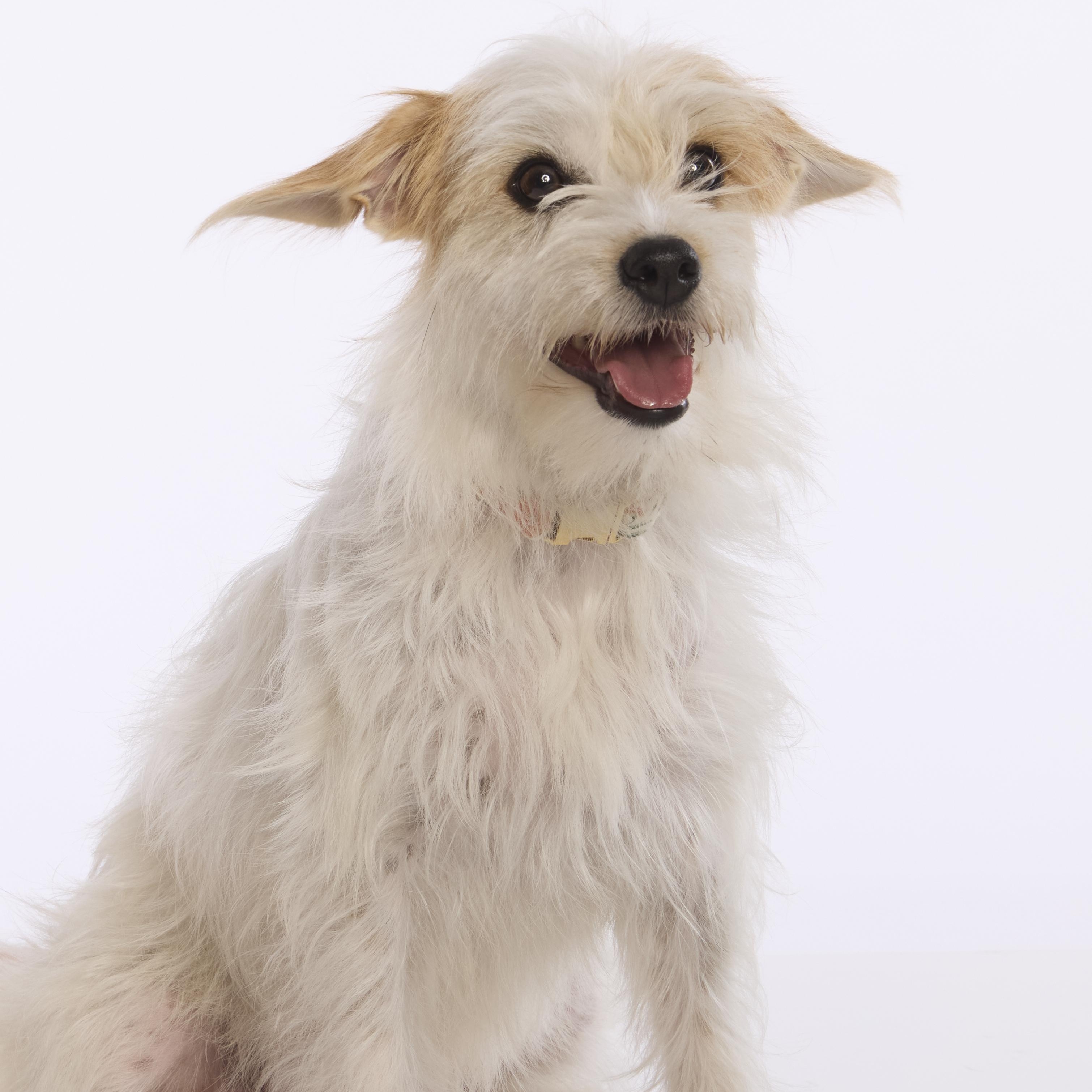 Dolly, ADOPTABLE, Adult Female Maltese & Terrier.