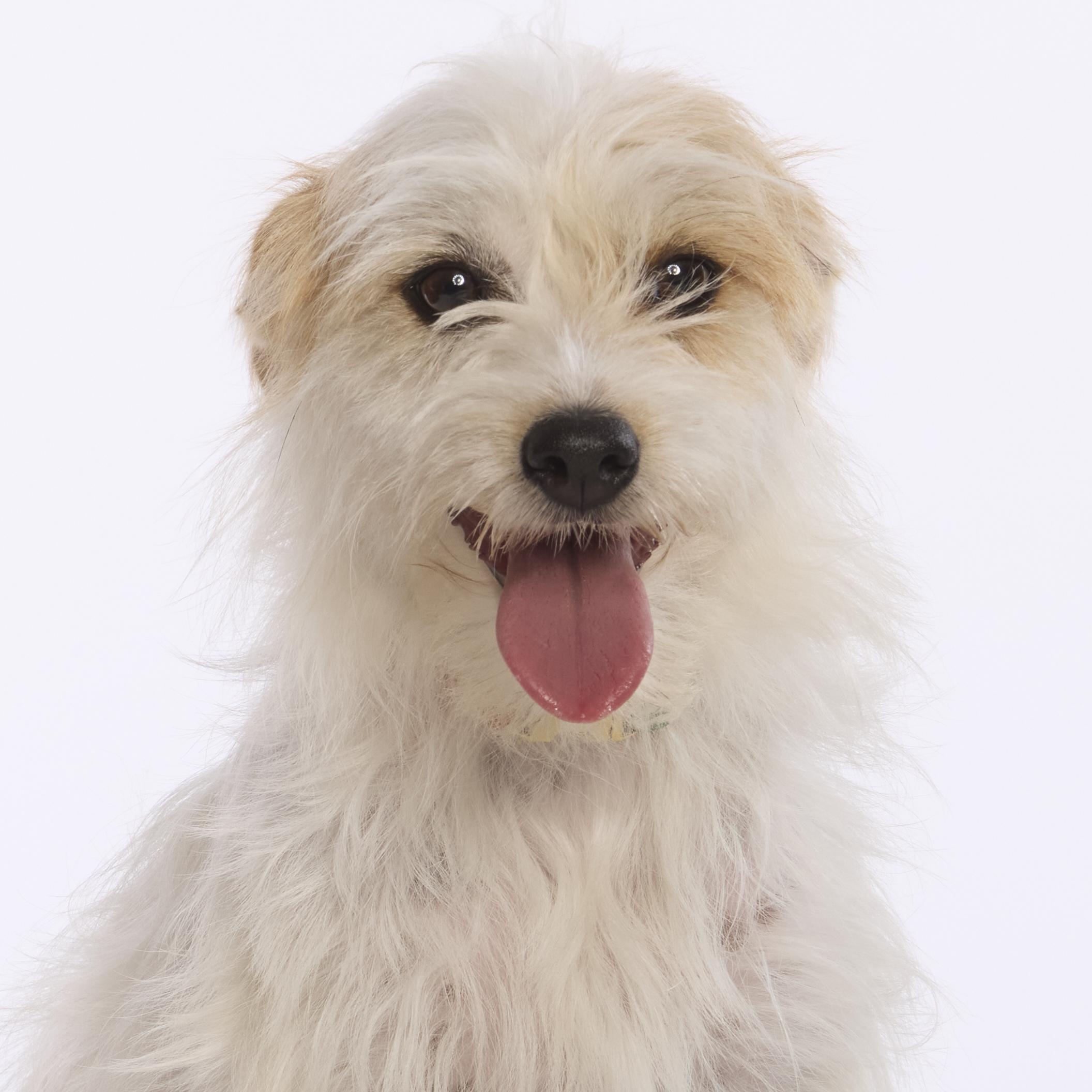 Enlarge Dolly, a ADOPTABLE mixed breed in Torrance, CA image 2/6