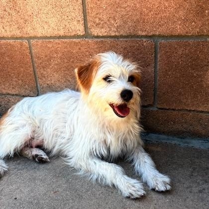 Enlarge Dolly, a ADOPTABLE mixed breed in Torrance, CA image 5/6