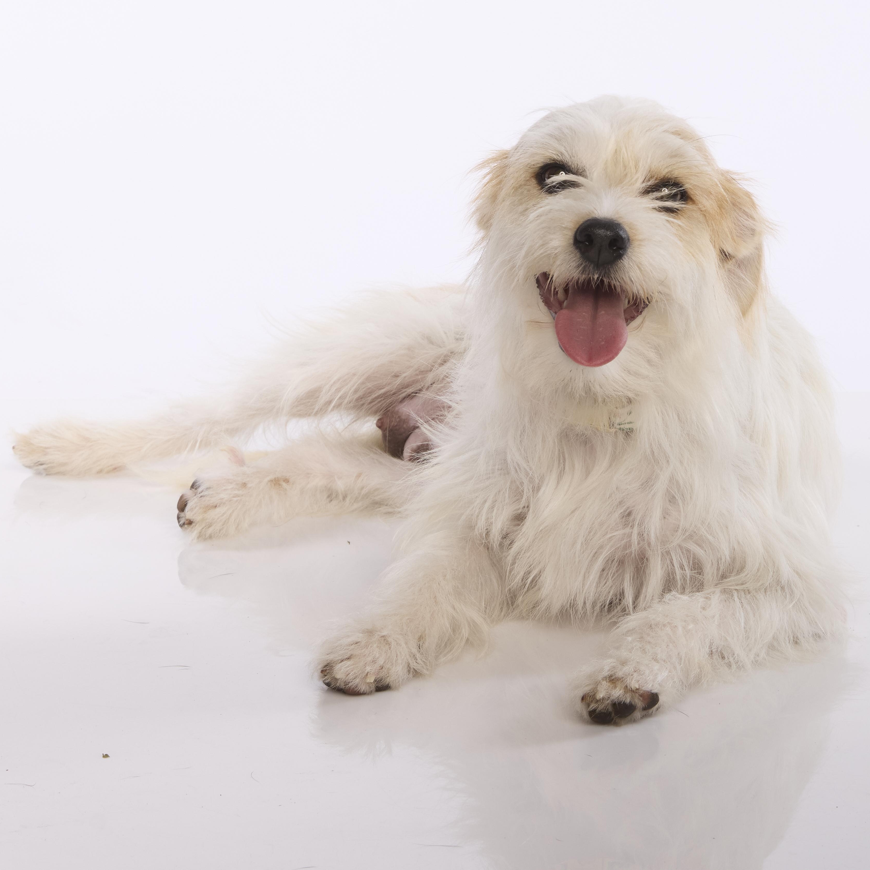 Enlarge Dolly, a ADOPTABLE mixed breed in Torrance, CA image 3/6
