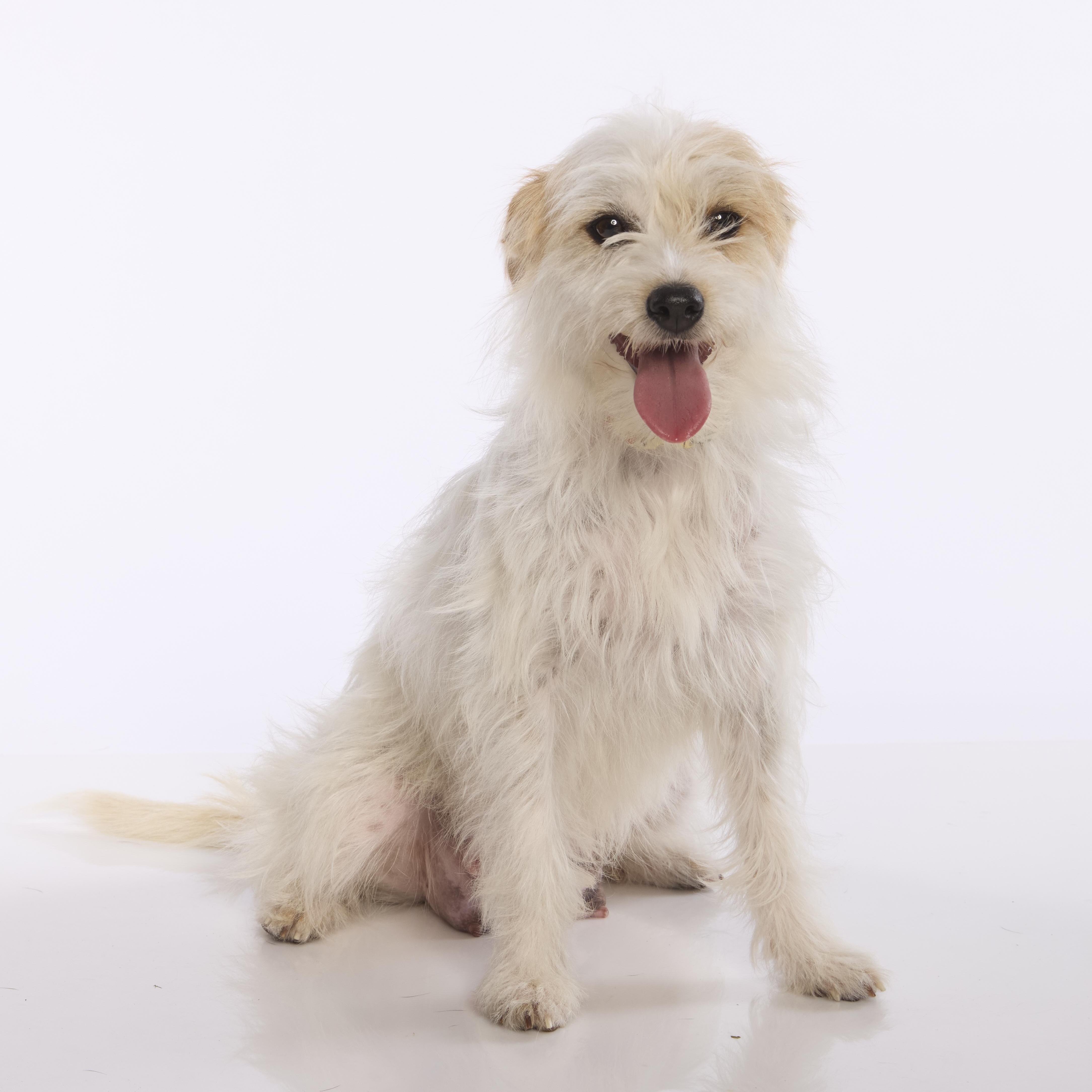 Enlarge Dolly, a ADOPTABLE mixed breed in Torrance, CA image 4/6