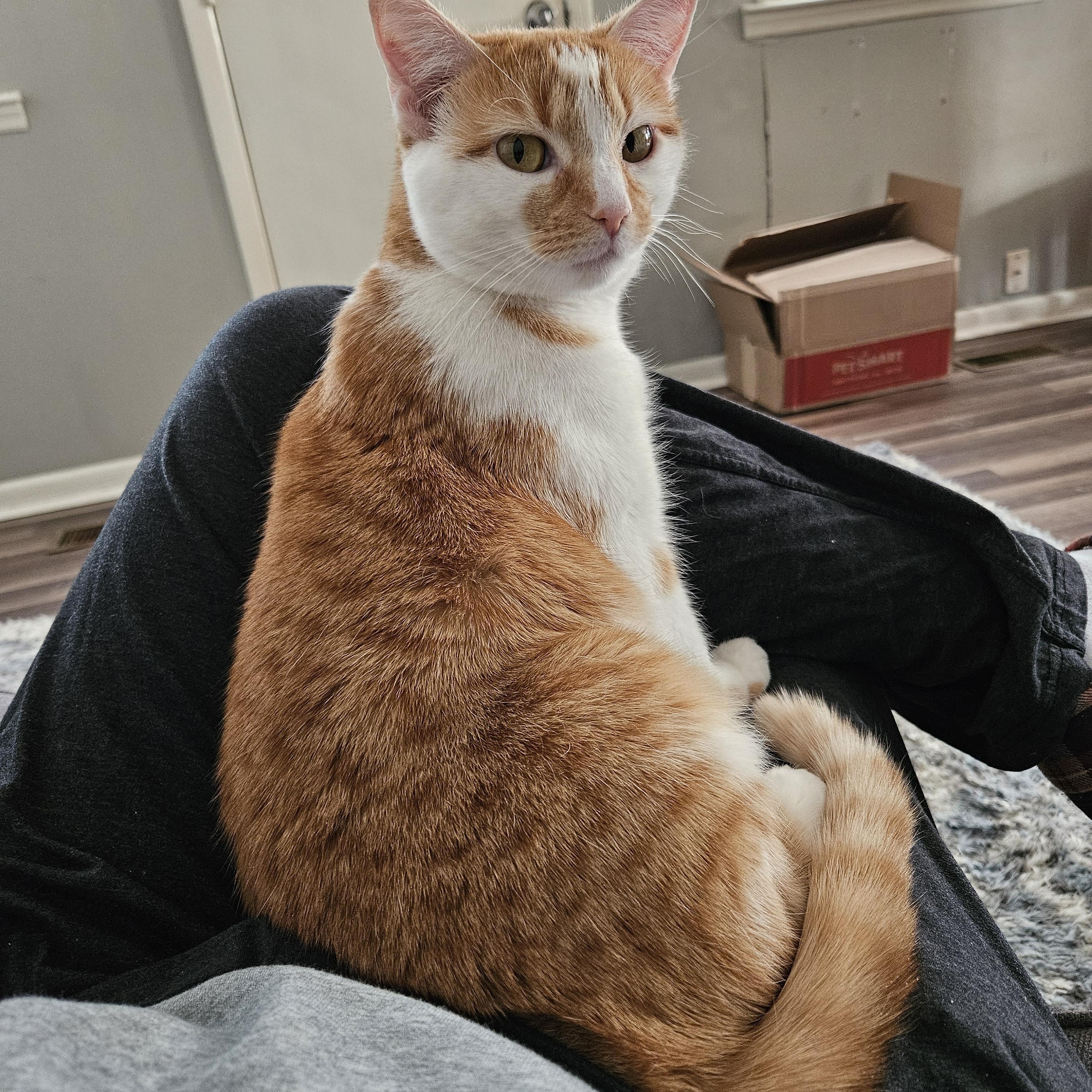 Artemis, a ADOPTABLE Domestic Short Hair in Nashville, TN image 2/2