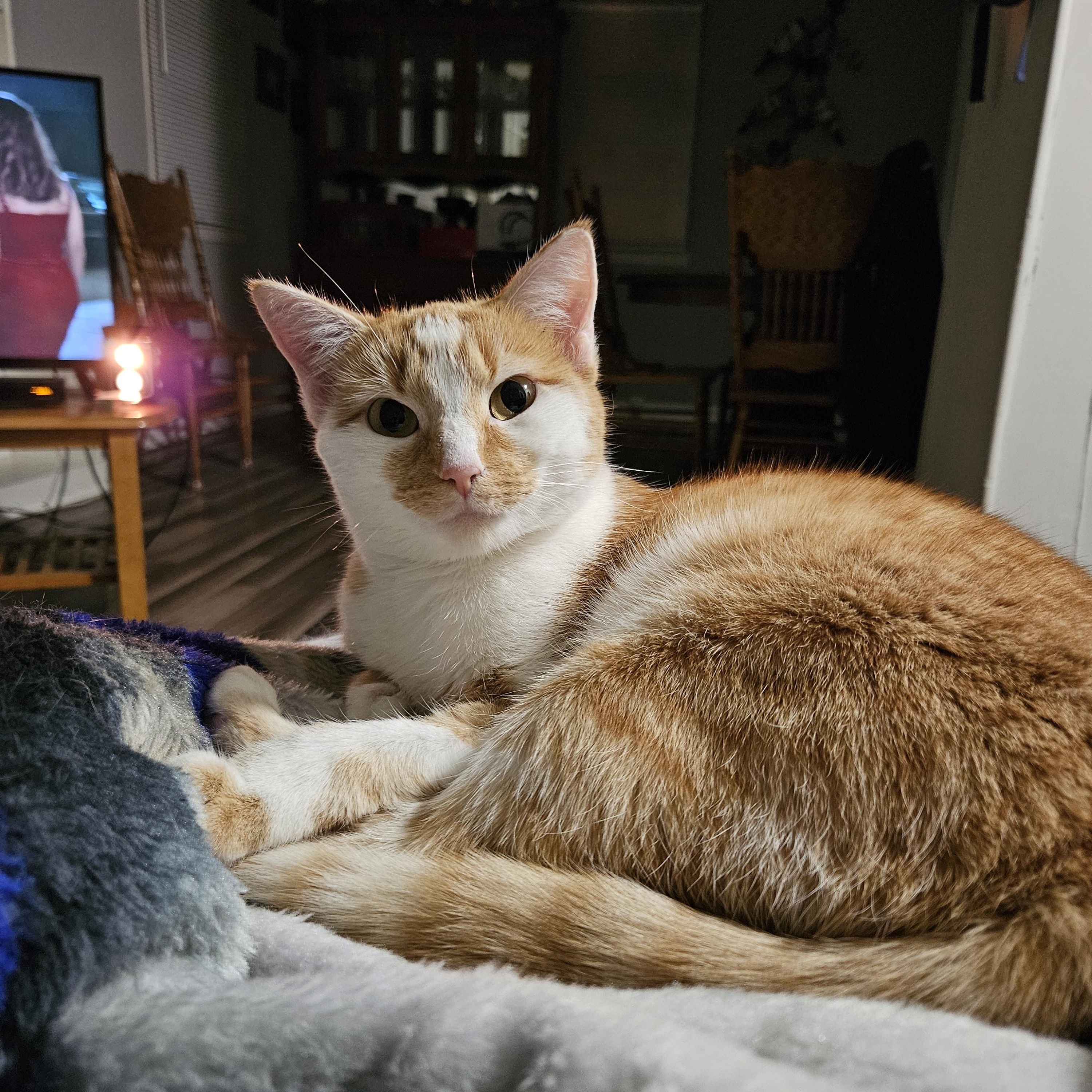 Artemis, a ADOPTABLE Domestic Short Hair in Nashville, TN image 1/2