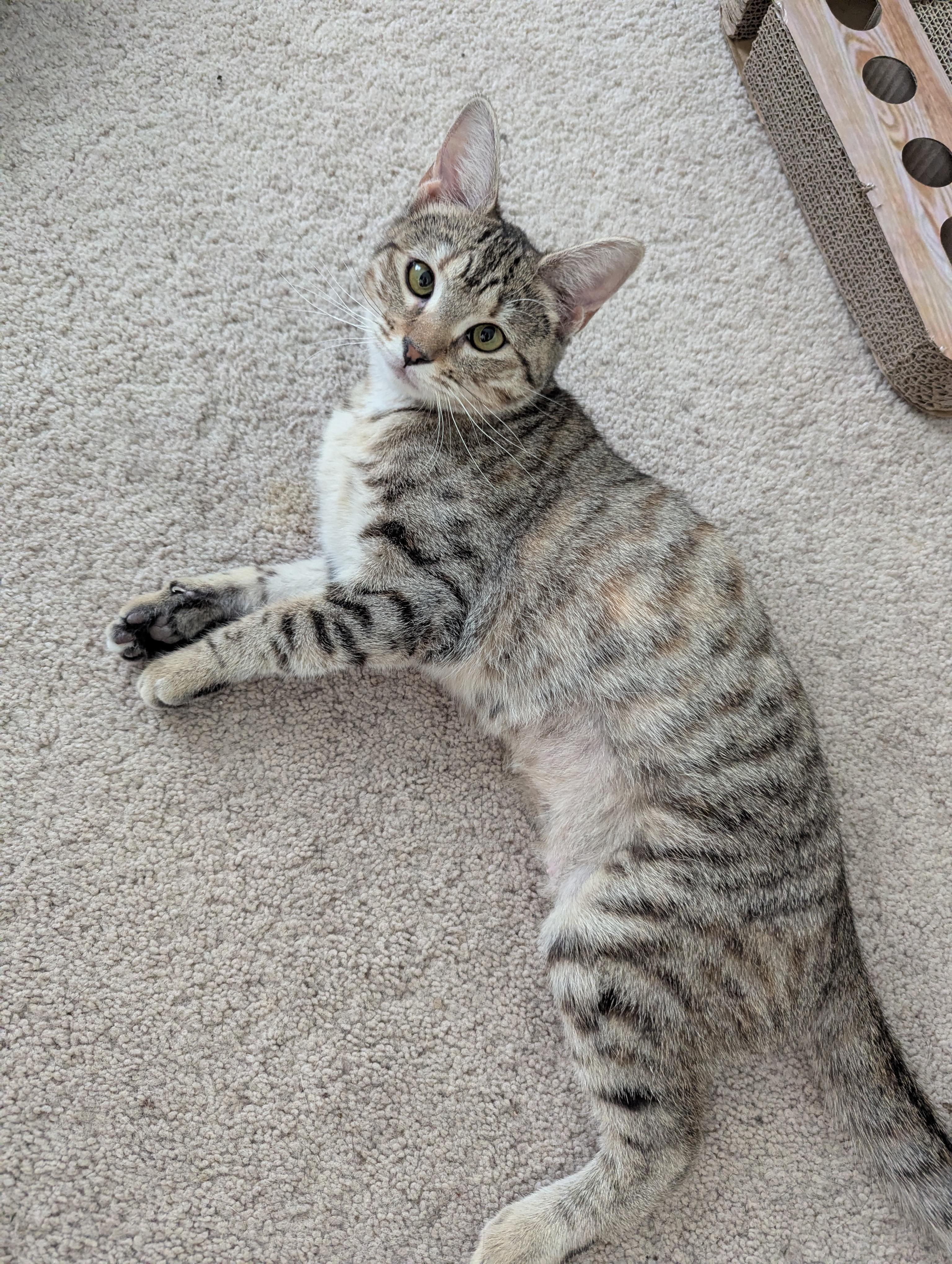 Juniper - Tripod Kitten, a Adoptable Domestic Short Hair in Malden, MA image 1/6