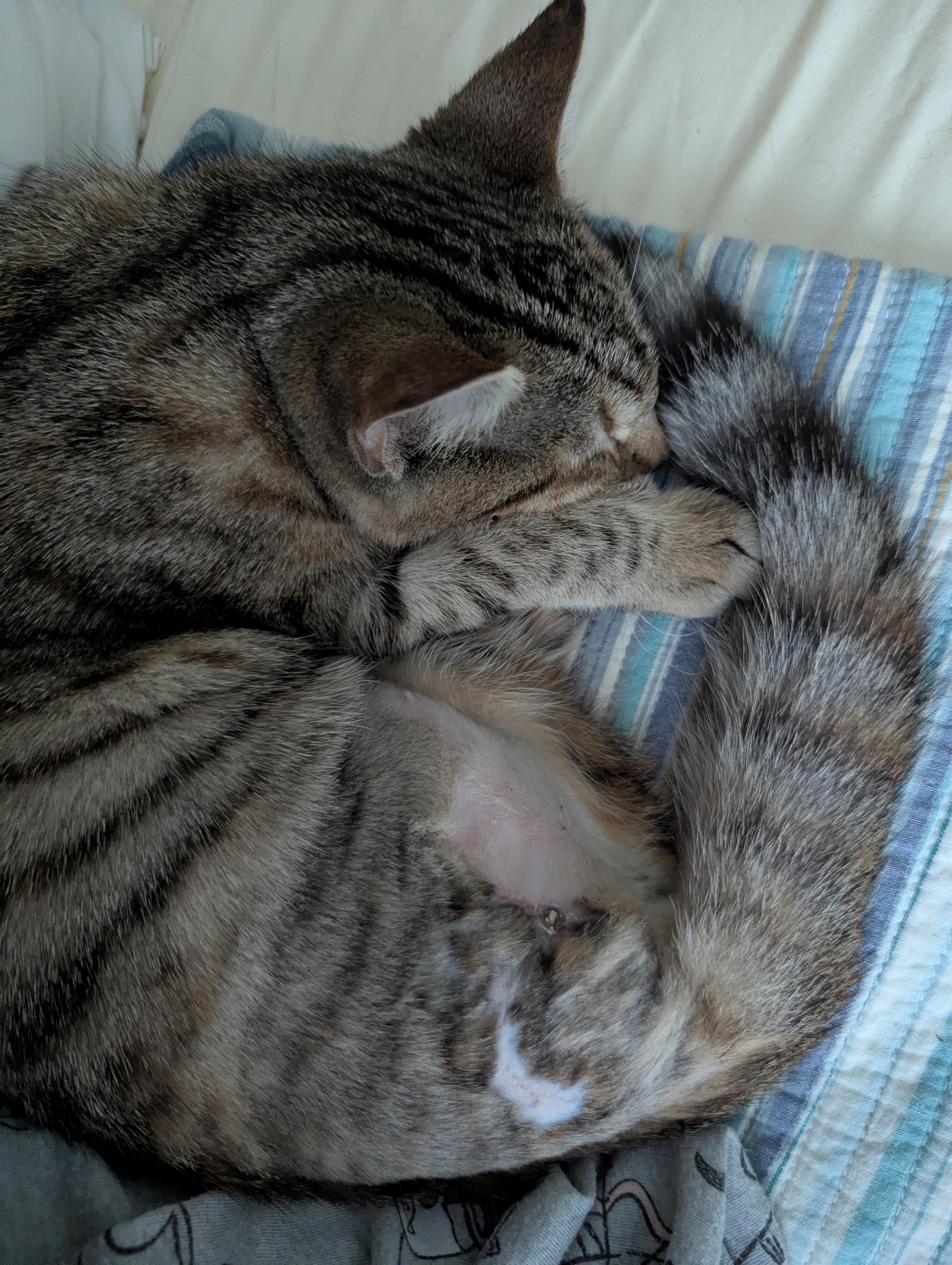 Juniper - Tripod Kitten, a Adoptable Domestic Short Hair in Malden, MA image 5/5