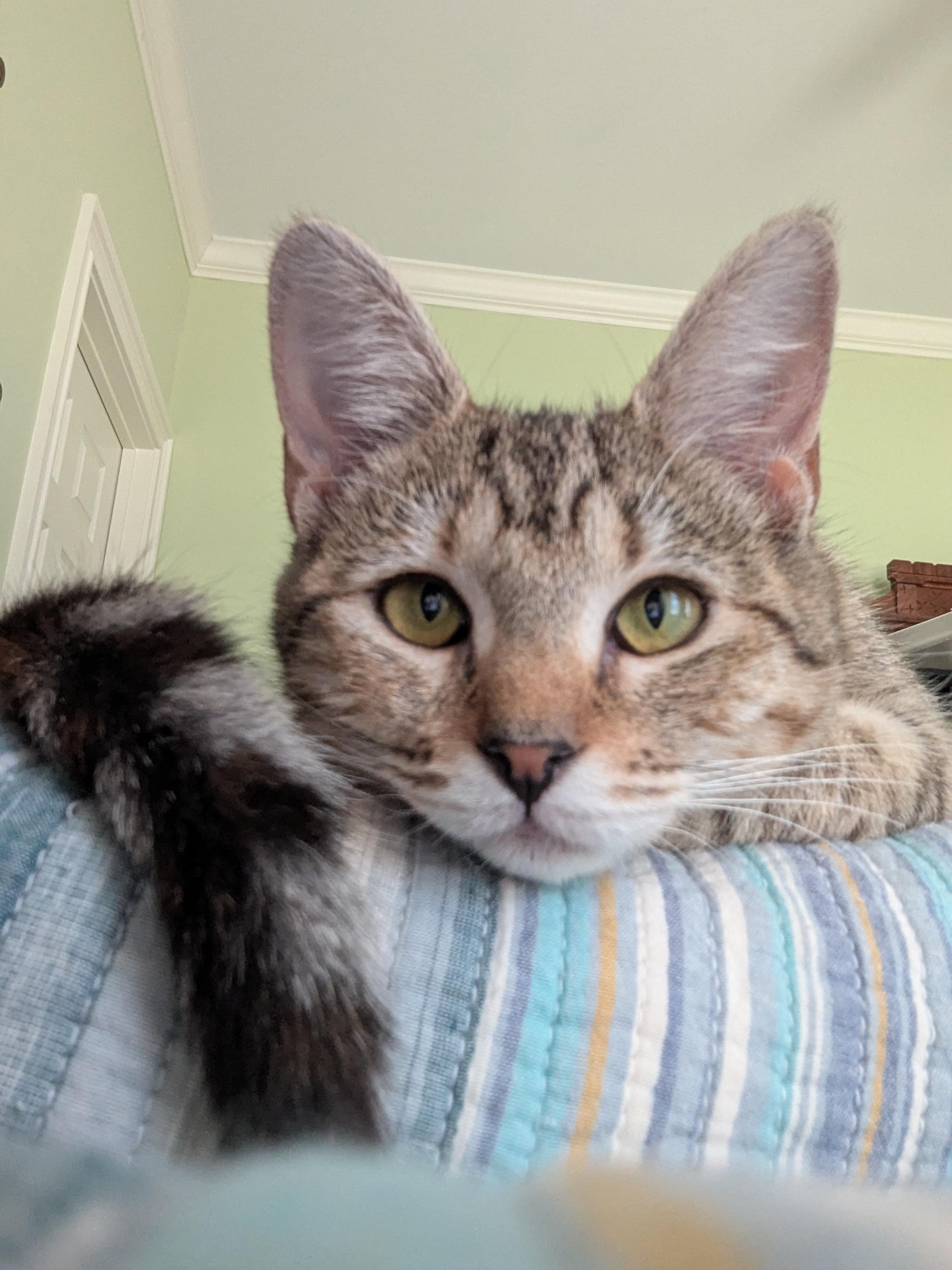 Juniper - Tripod Kitten, Adoptable, Kitten Female Domestic Short Hair.