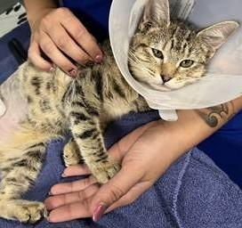 Juniper - Tripod Kitten, a Adoptable Domestic Short Hair in Malden, MA image 3/5