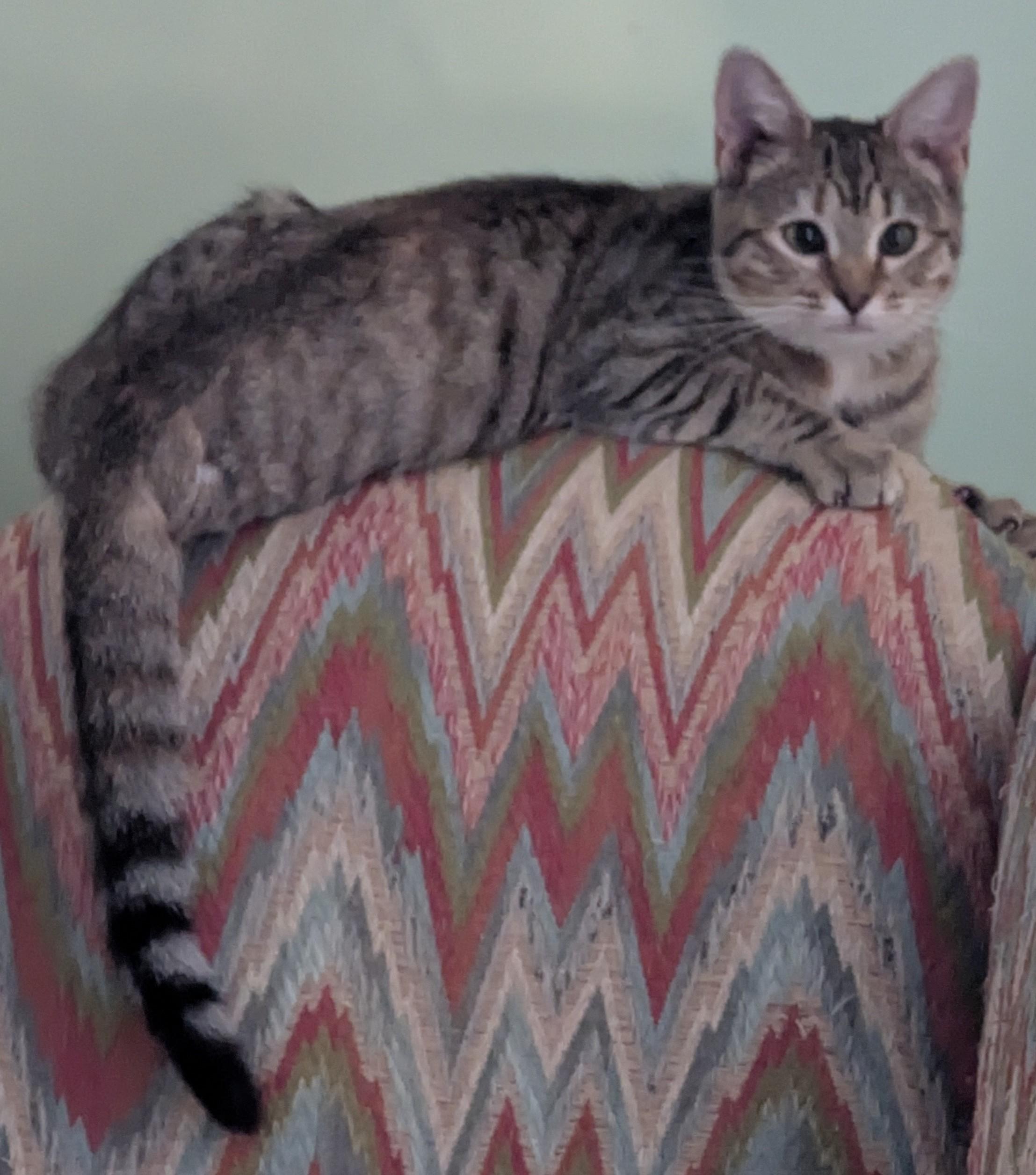 Juniper - Tripod Kitten, a Adoptable Domestic Short Hair in Malden, MA image 2/5