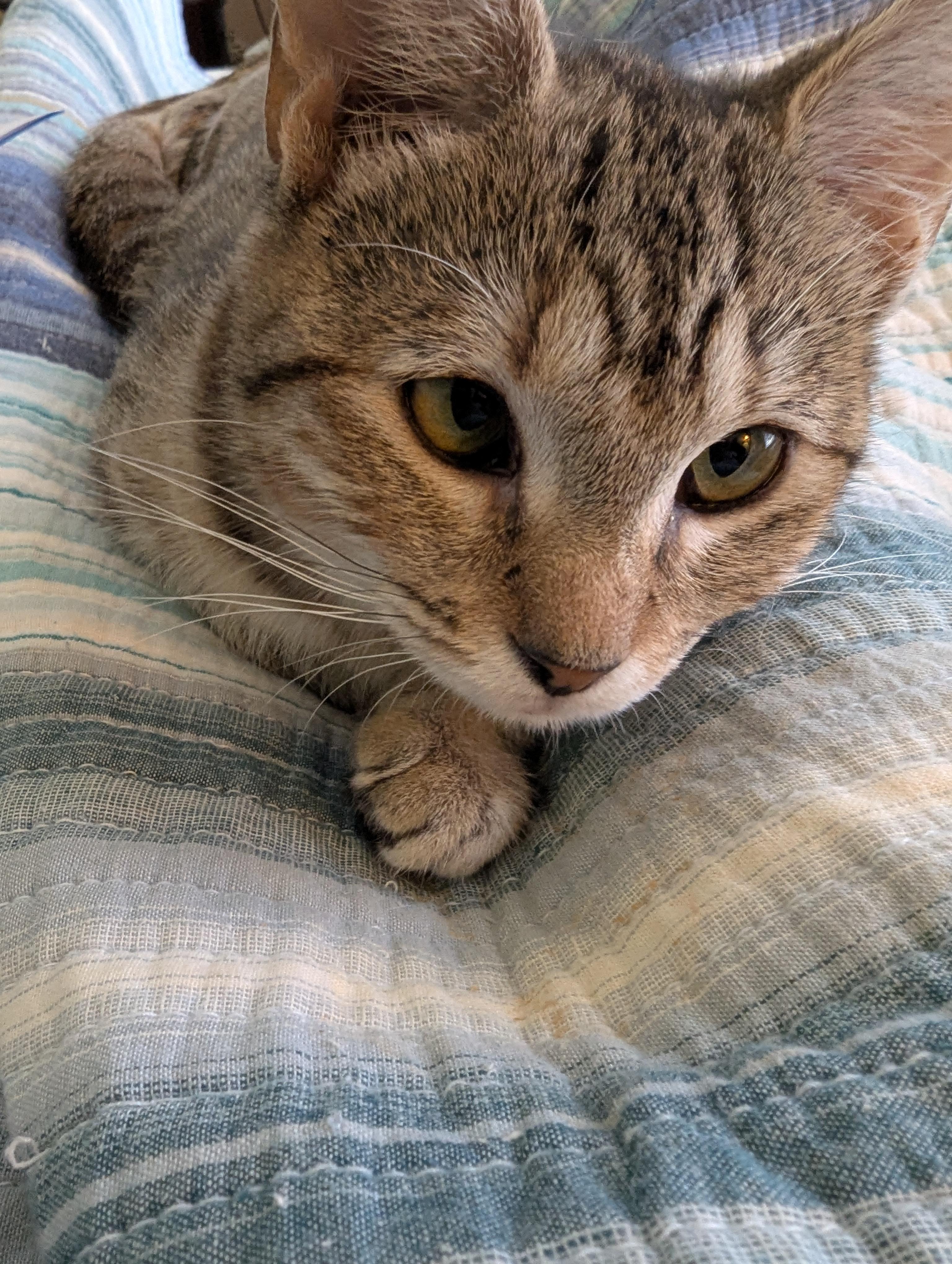 Juniper - Tripod Kitten, a Adoptable Domestic Short Hair in Malden, MA image 4/5