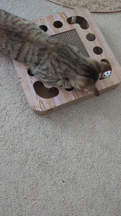 Enlarge Juniper - Tripod Kitten, a Adoptable Domestic Short Hair in Malden, MA video 3/6