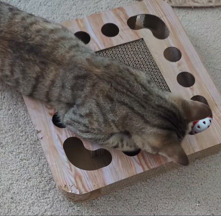 Enlarge Juniper - Tripod Kitten, Lap Kitty, a Adoptable Domestic Short Hair in Malden, MA video 6/6