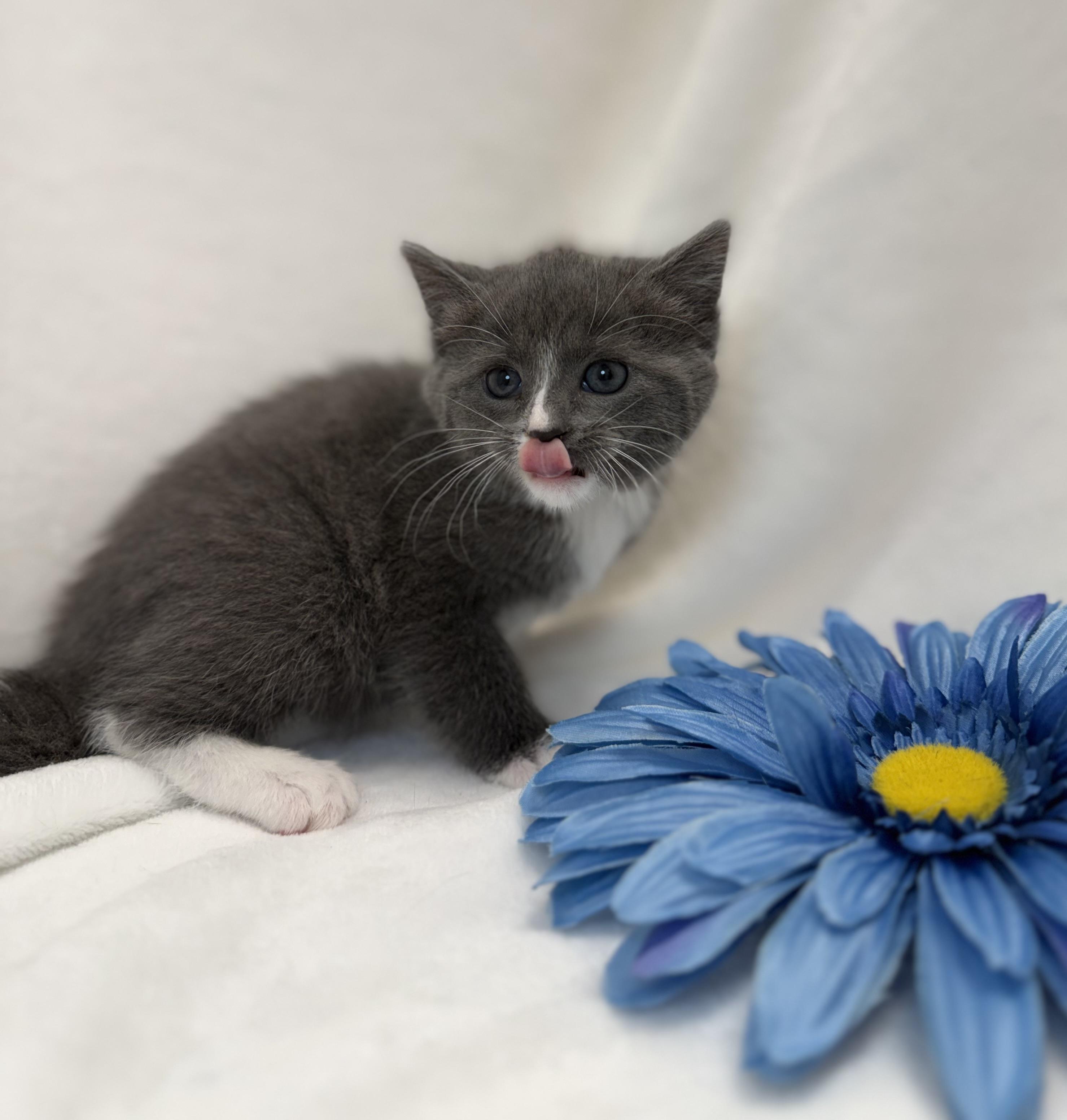 Doireann, ADOPTABLE, Kitten Female Domestic Short Hair.