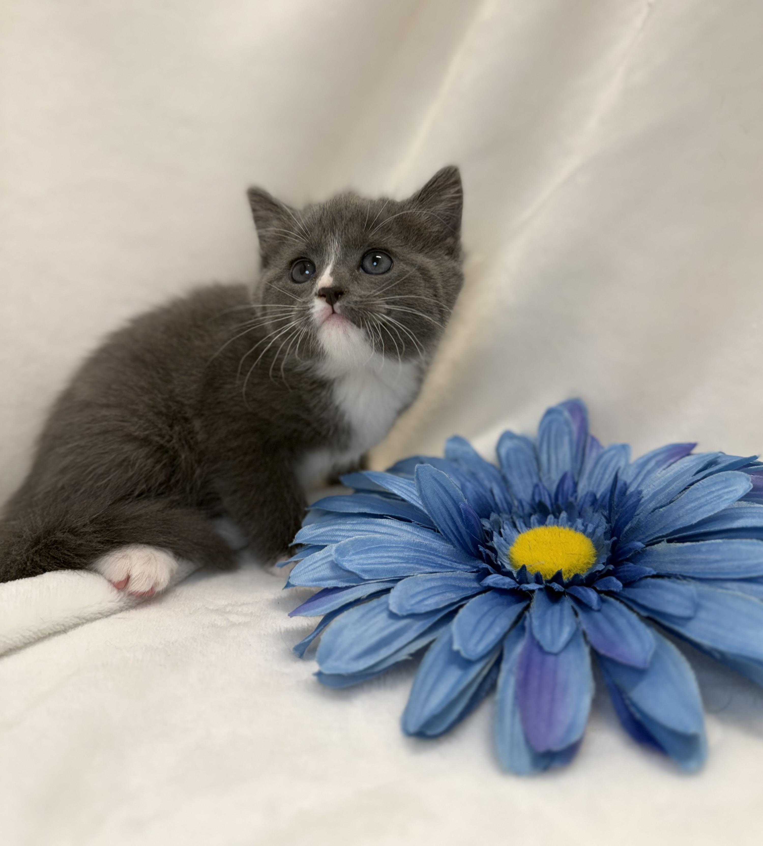Doireann, a ADOPTABLE Domestic Short Hair in Greensboro, NC image 2/2