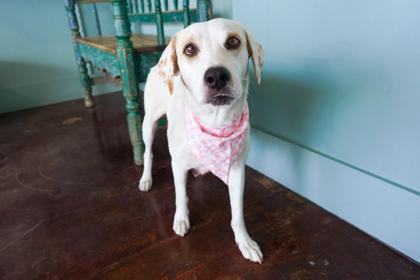 Jean Jacket, a Adoptable mixed breed in San Antonio, TX image 1/3