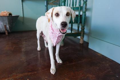 Jean Jacket, a Adoptable mixed breed in San Antonio, TX image 2/3