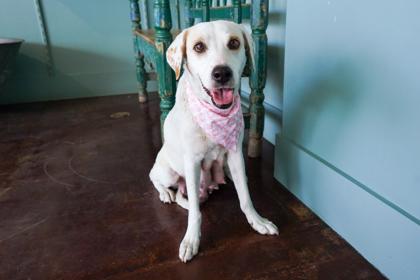 Jean Jacket, a Adoptable mixed breed in San Antonio, TX image 3/3
