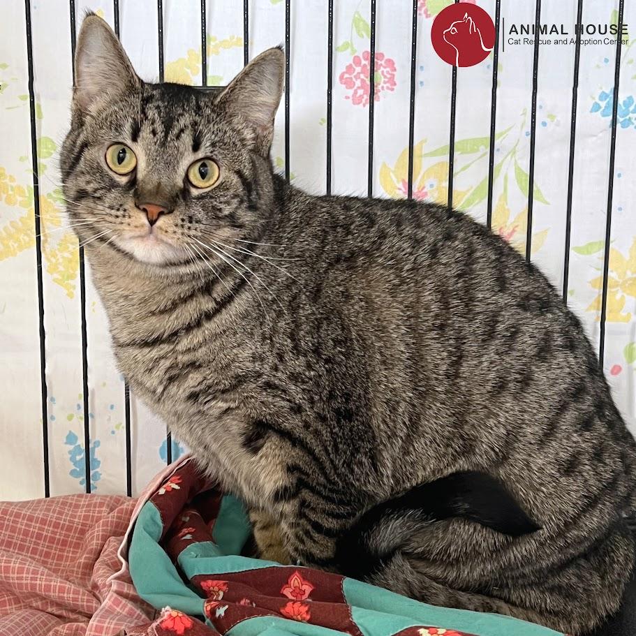 Enlarge Professor Snape, a Adoptable Domestic Short Hair in St. Louis, MO image 1/1