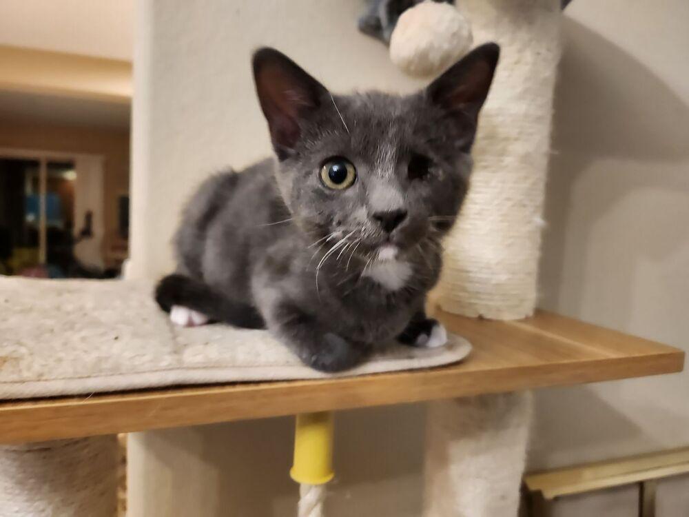 Enlarge PIXIE, a Adopted mixed breed in Calimesa, CA image 1/2