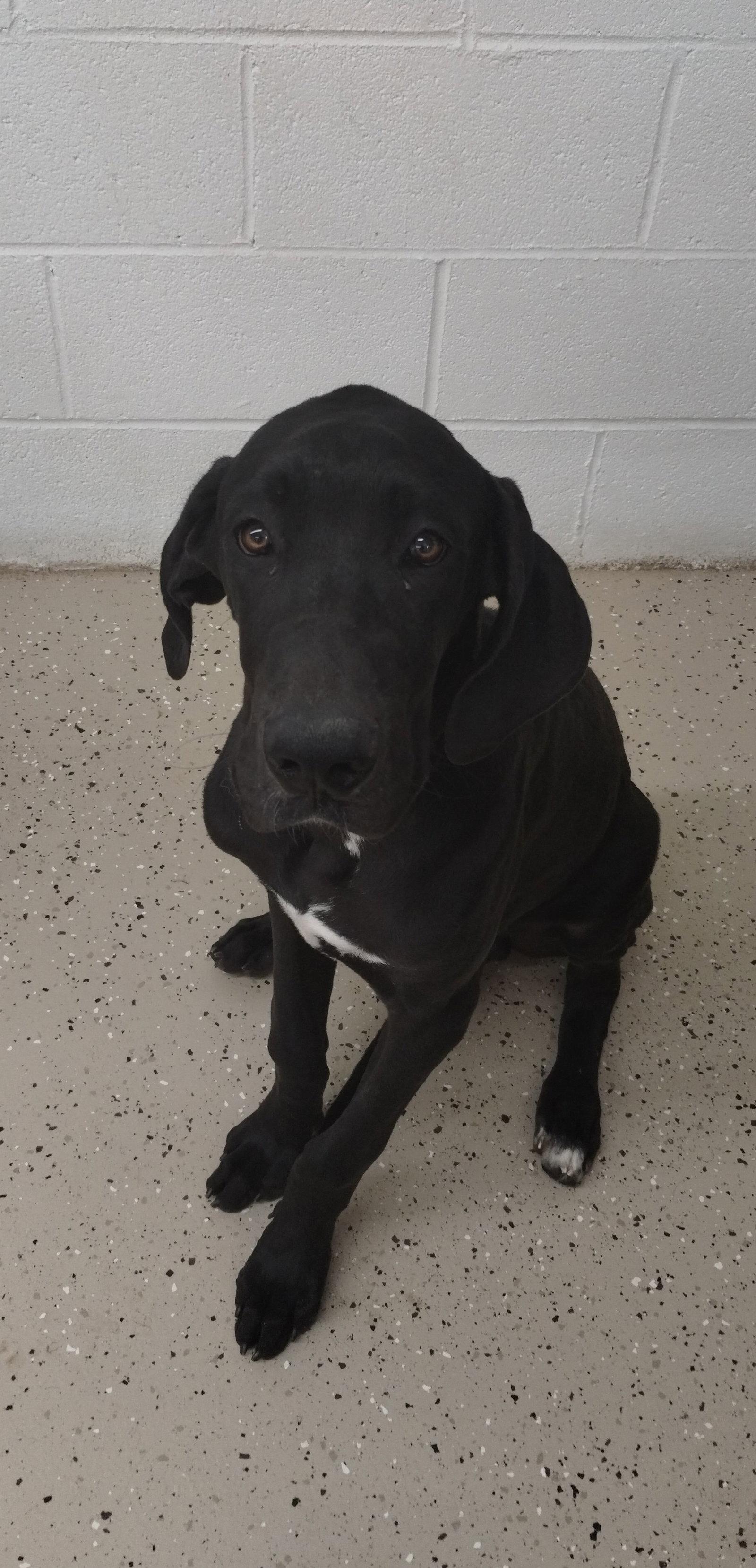 Lloyd, Adoptable, Puppy Male Great Dane.